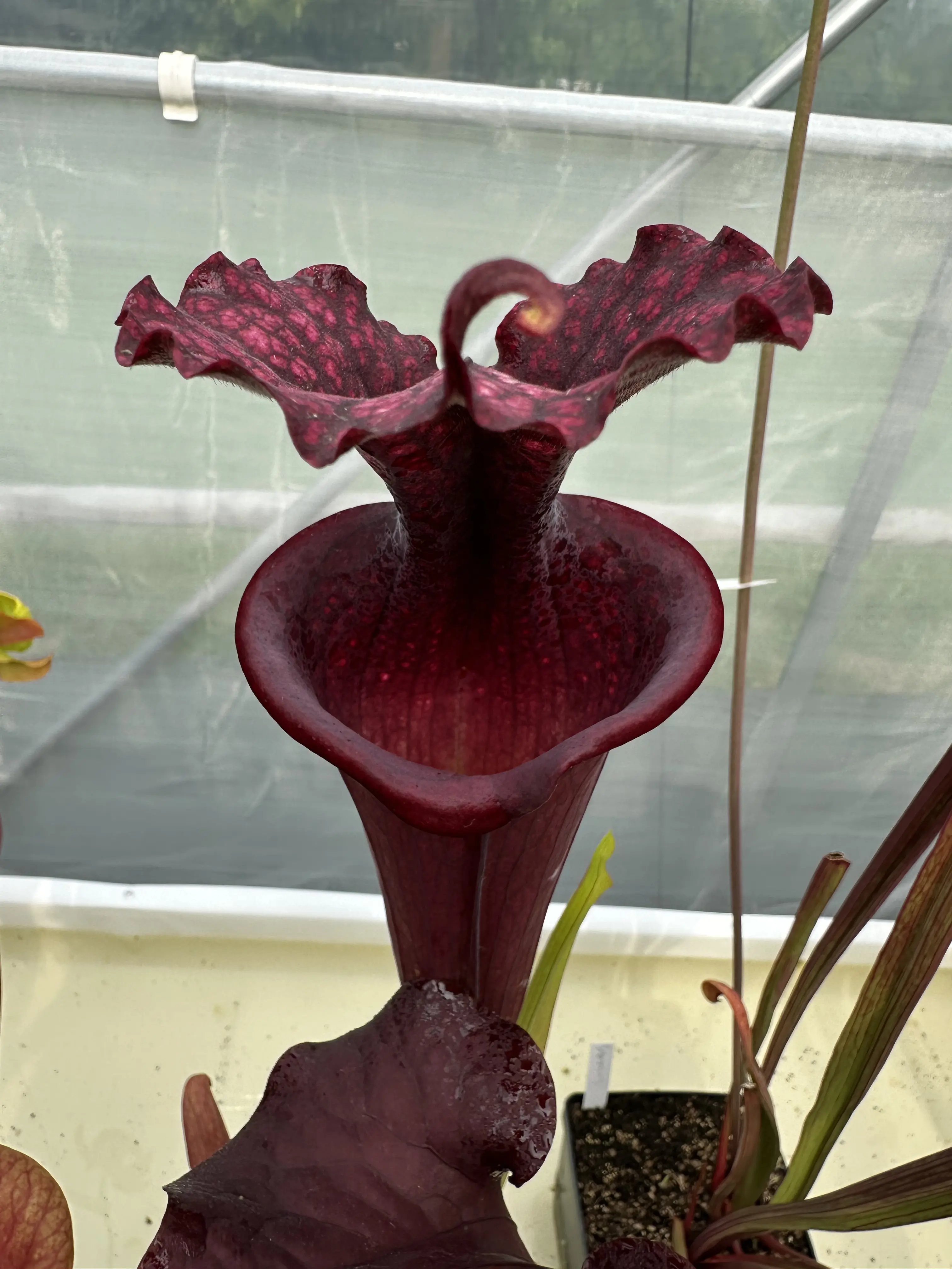 S. moorei "Purple Sparks"