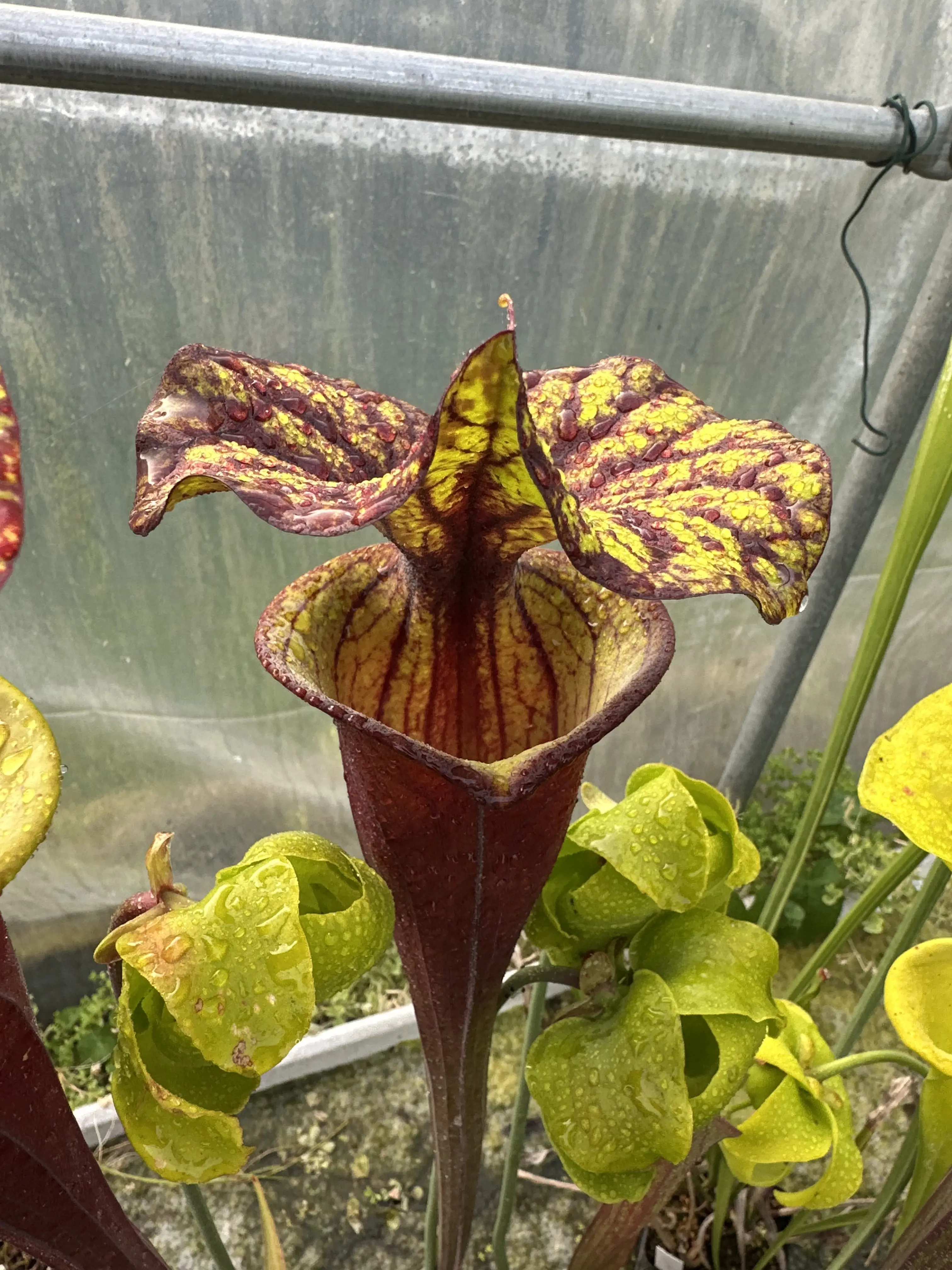 S. flava var. rubricorpora, giant