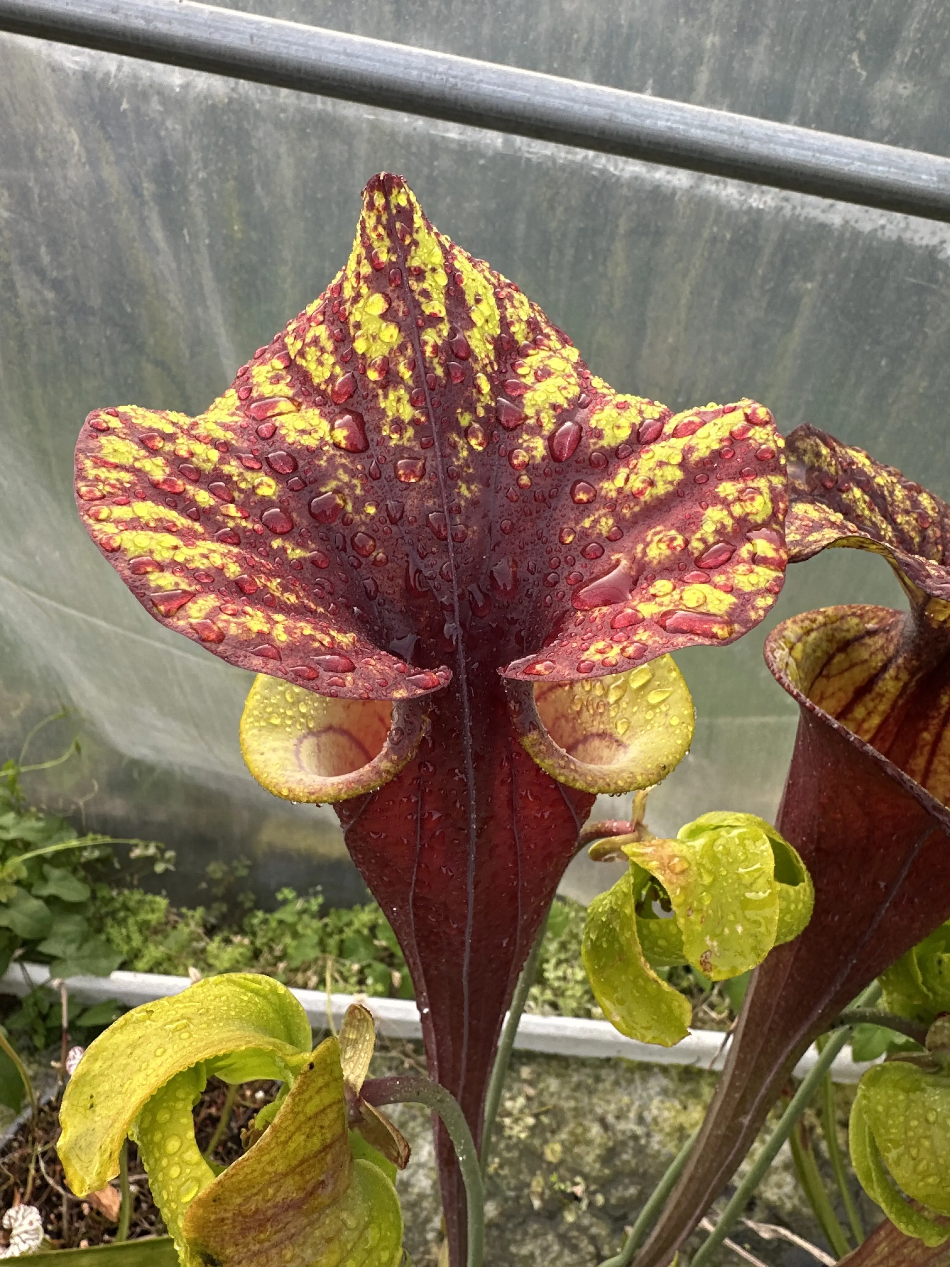 S. flava var. rubricorpora, giant