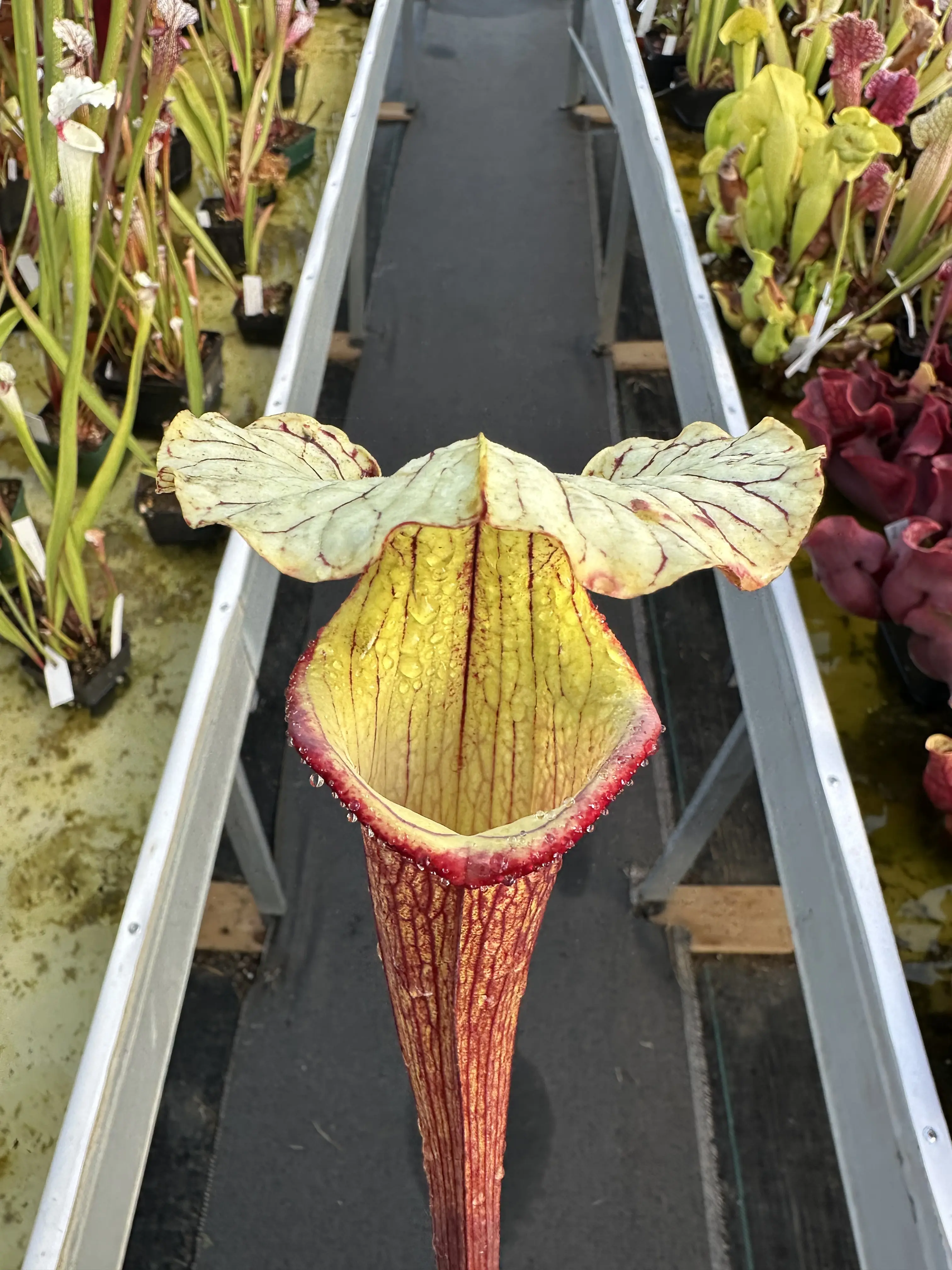 S. moorei 'Sergeant Hartman'