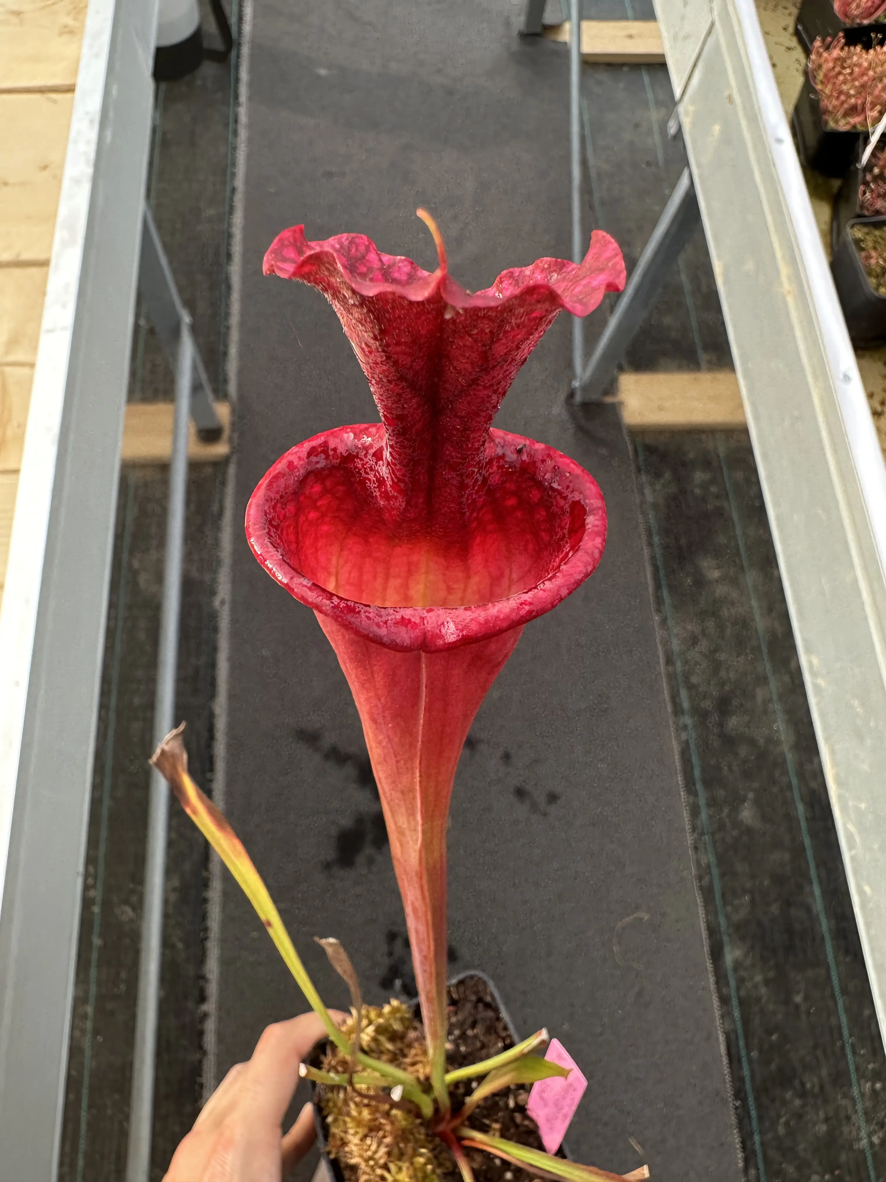 S. x moorei red, small lid