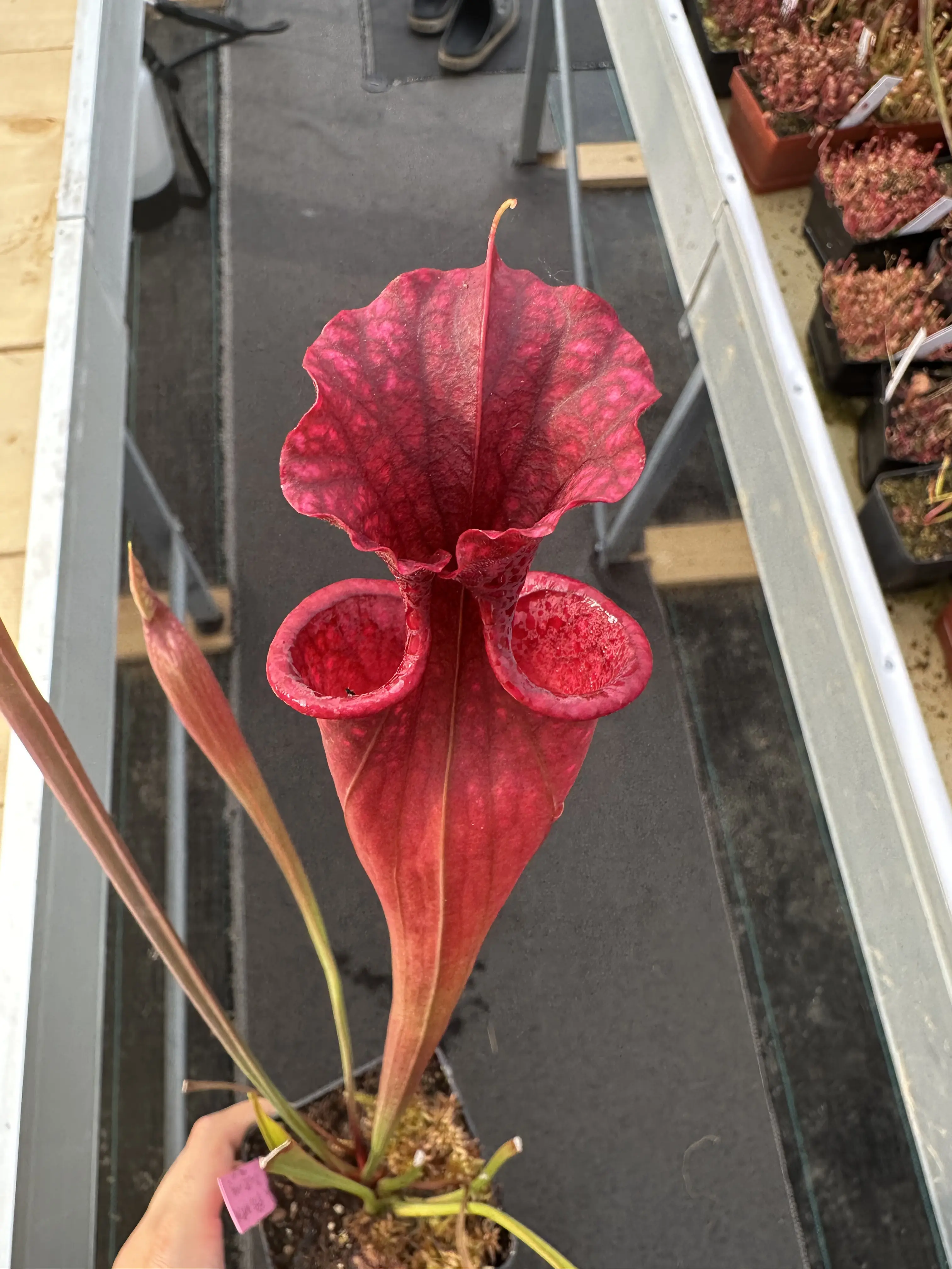 S. x moorei red, small lid