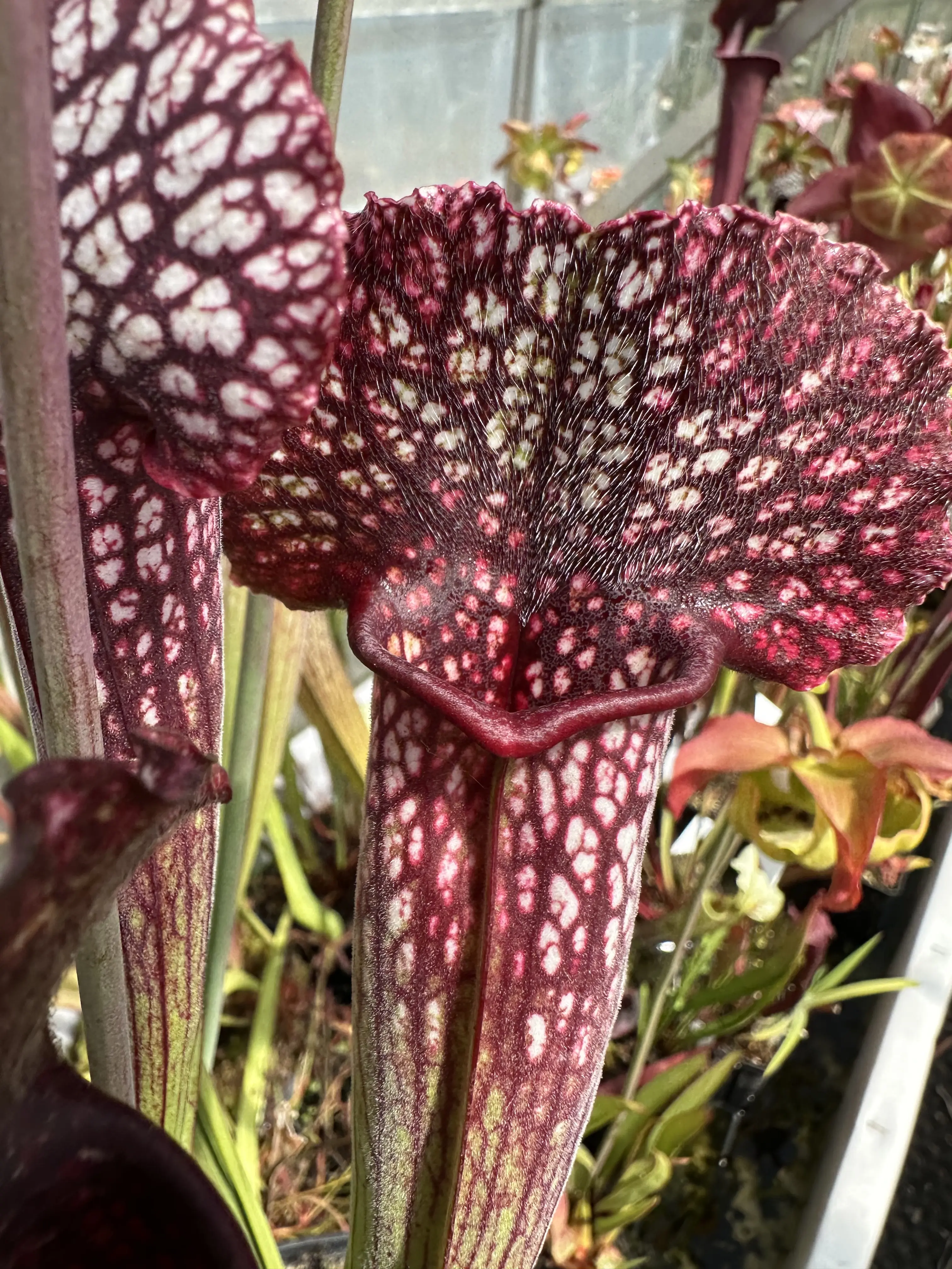 S. x 'Premsyl Otakar I'