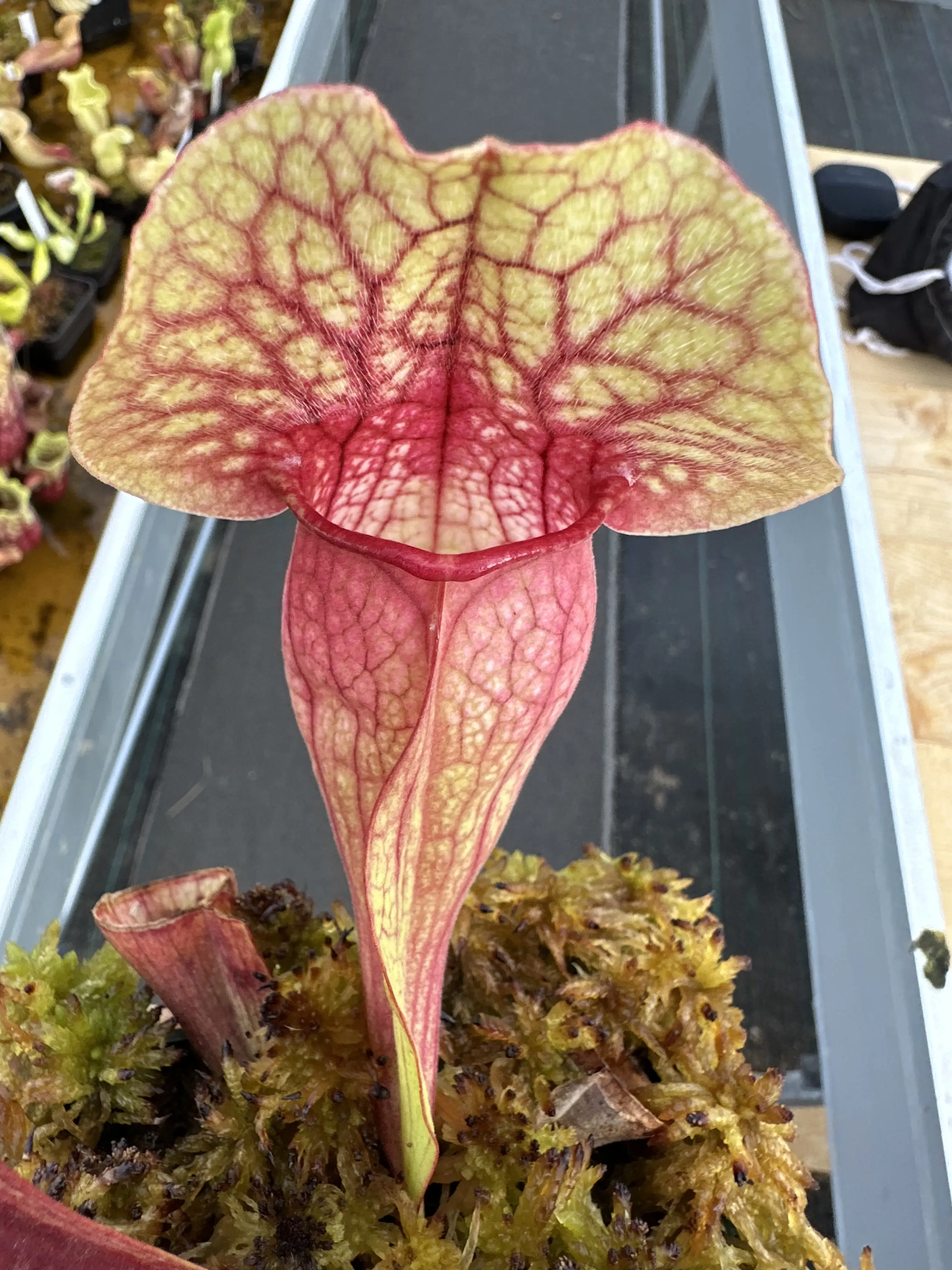 S. x hybrid, purpurea OP