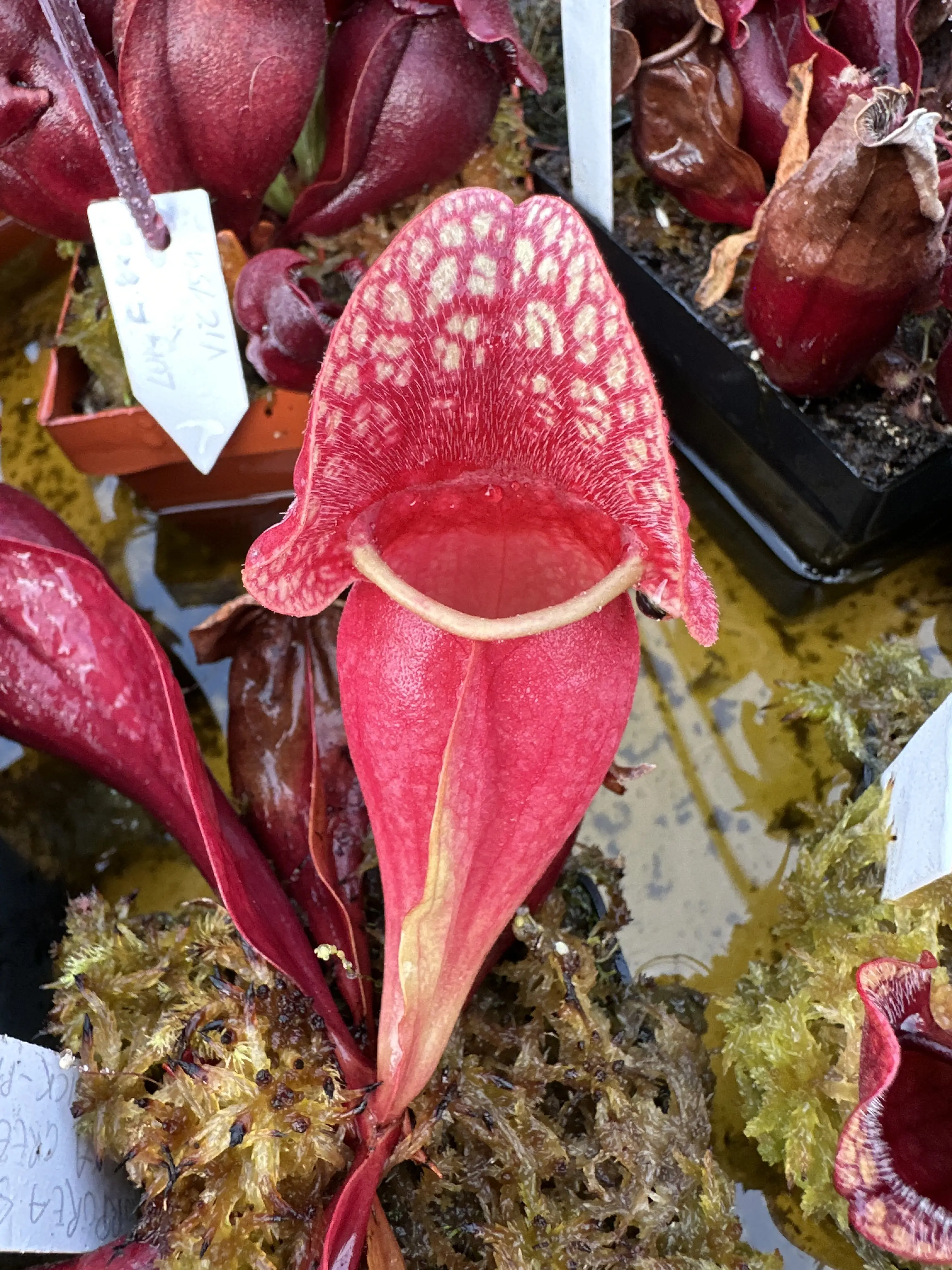 S. purpurea var. venosa