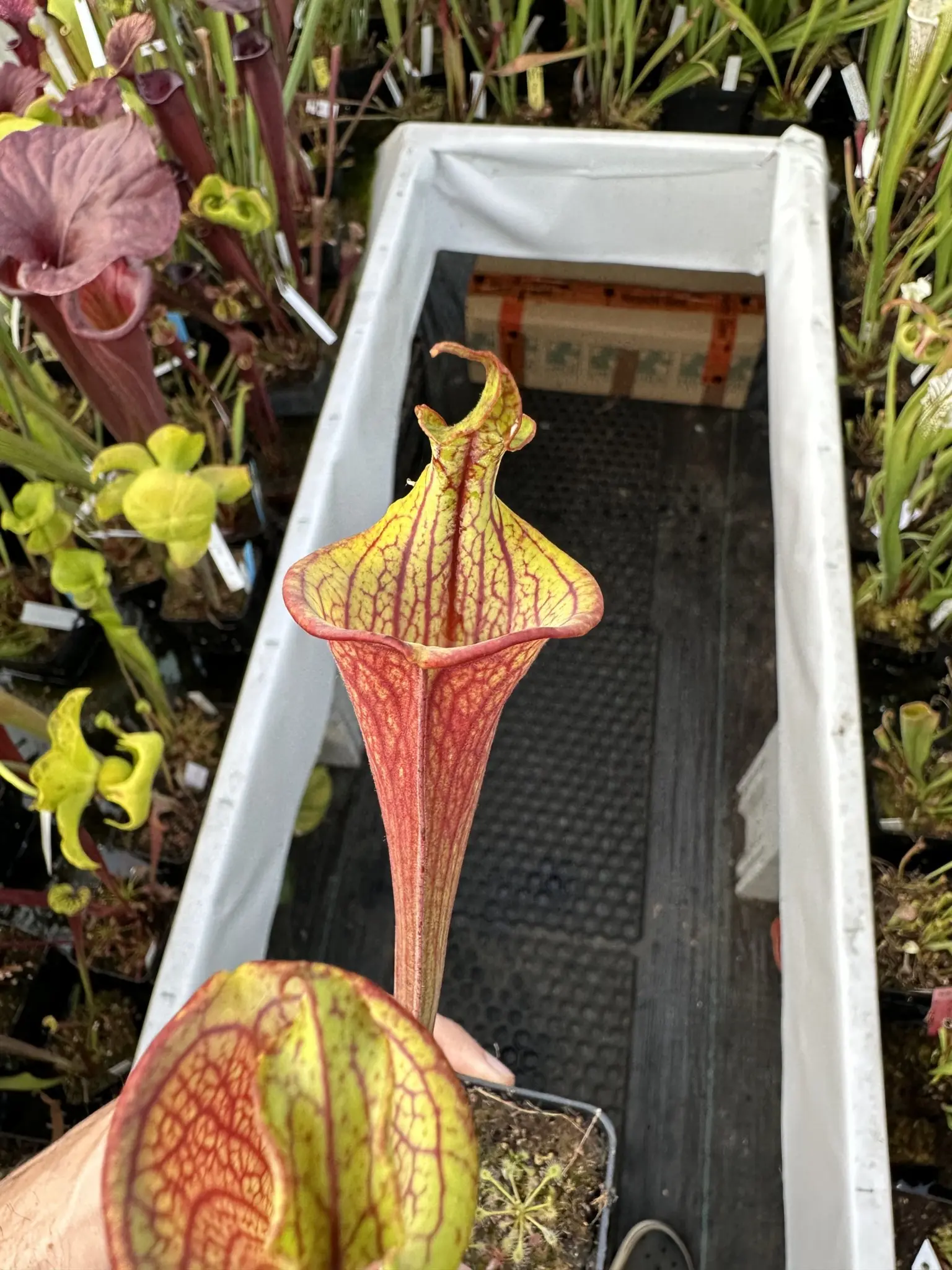 S. flava "Burlesque", lidless