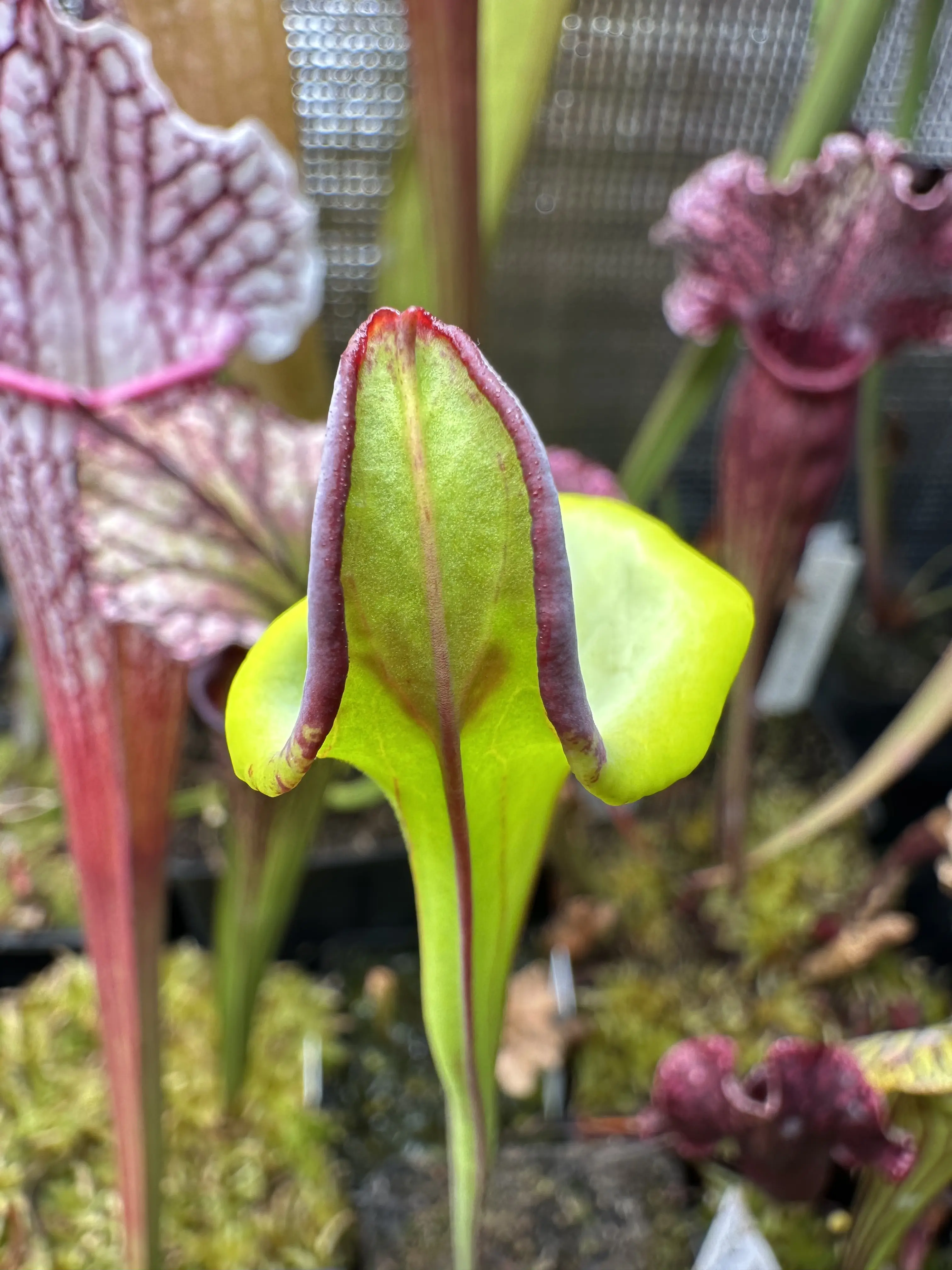 S. flava var. rugelii, lidless