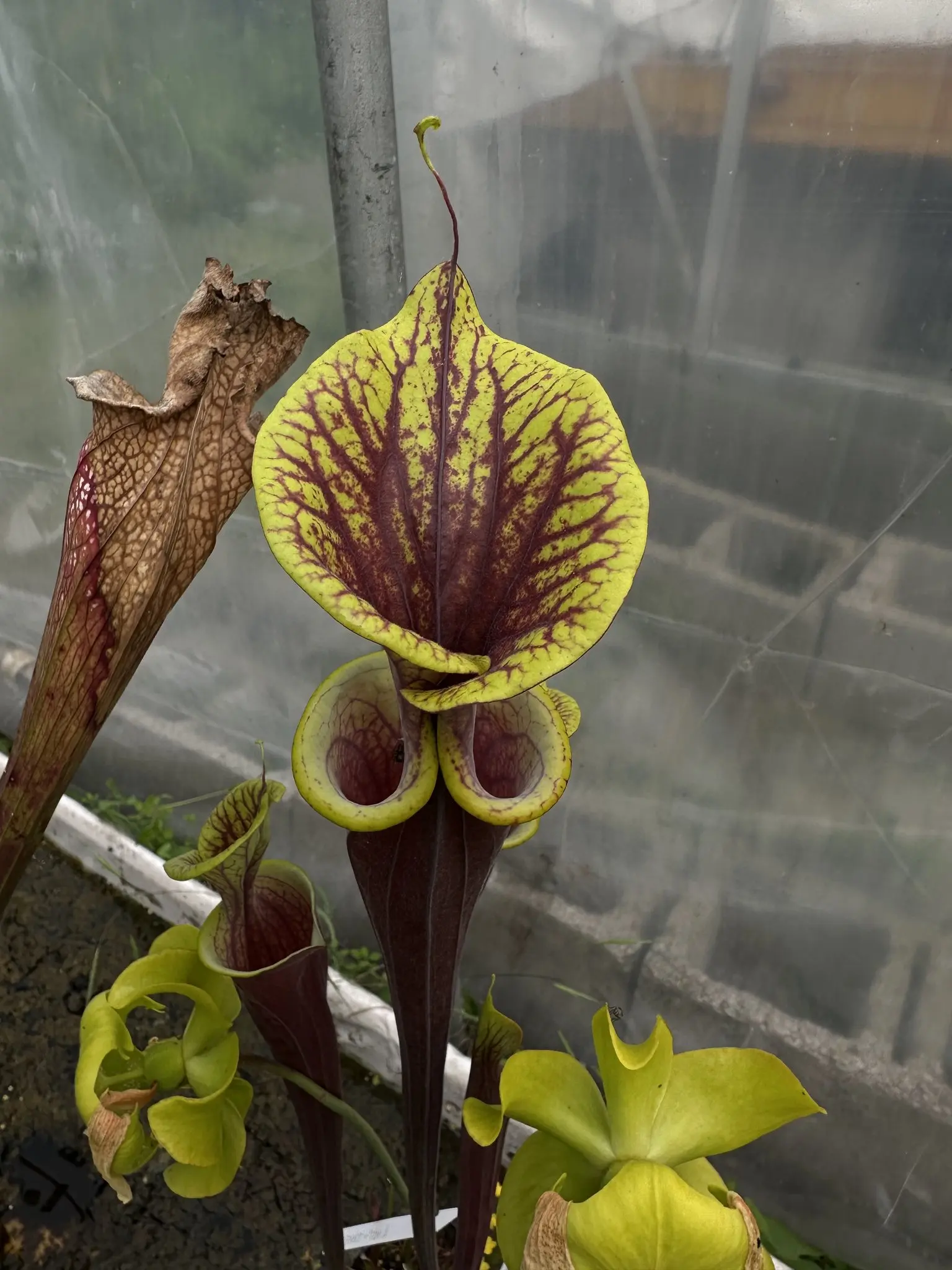 S. flava var. atropurpurea