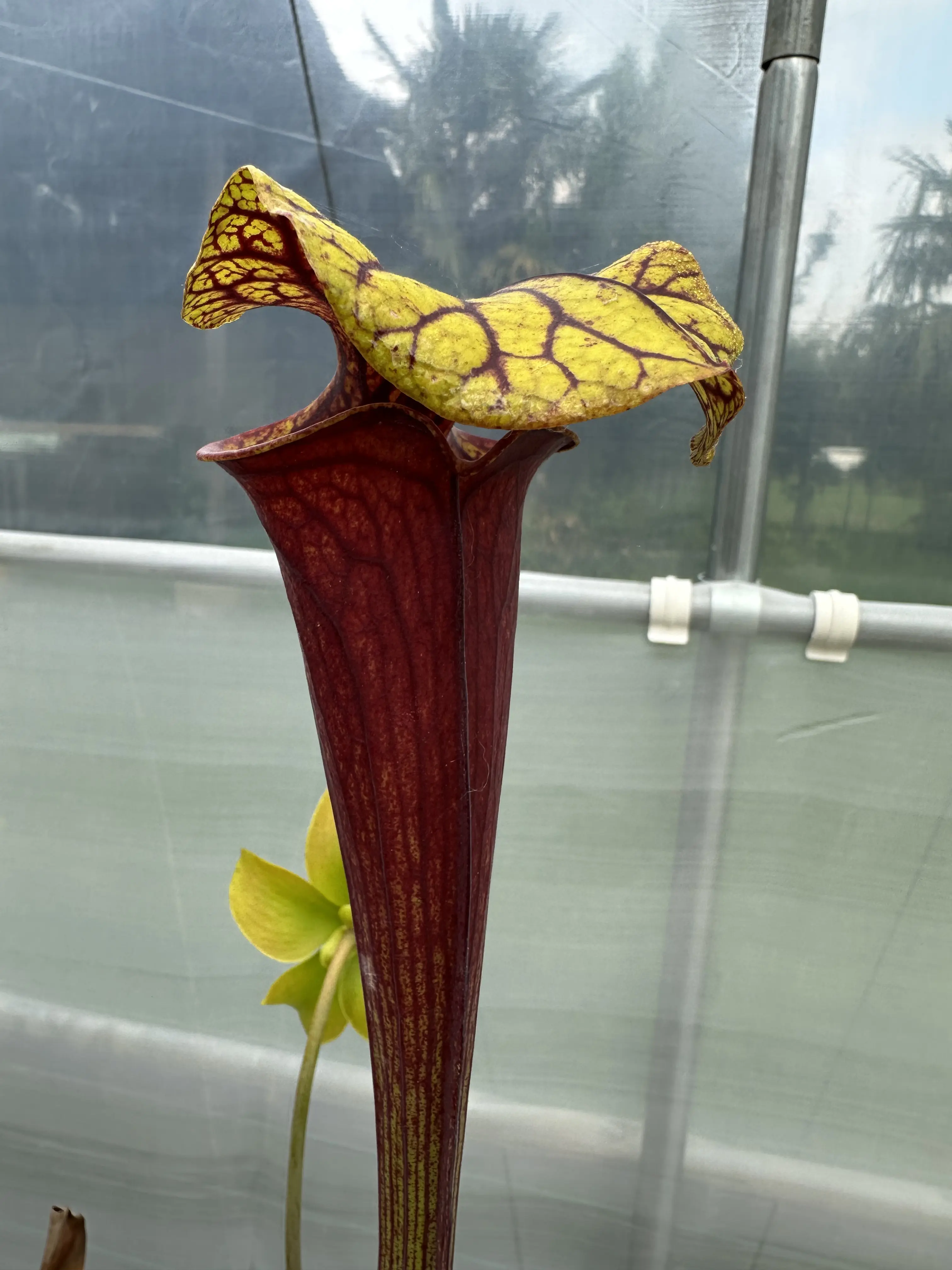 S. flava var. atropurpurea, turning all red