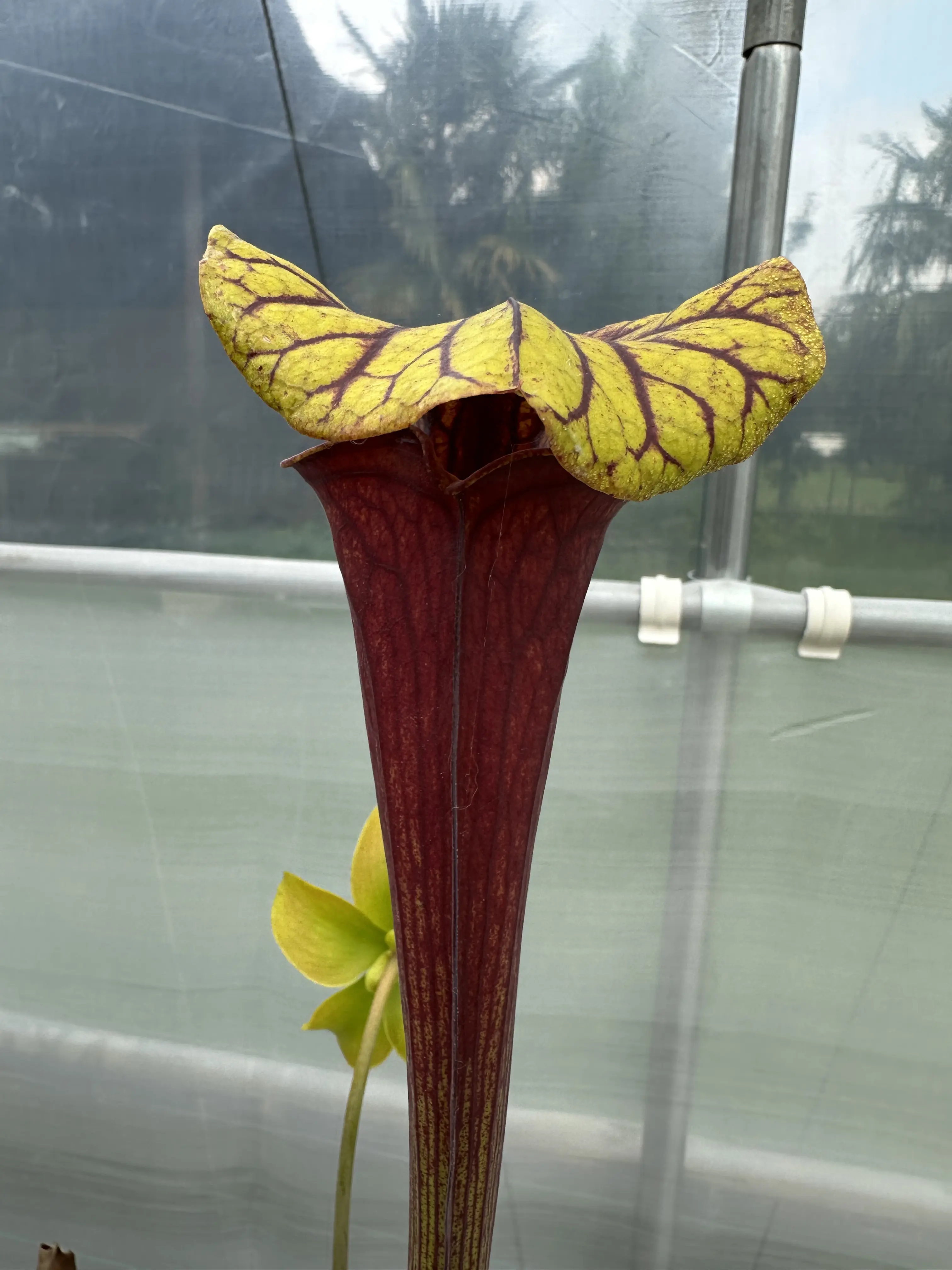 S. flava var. atropurpurea, turning all red