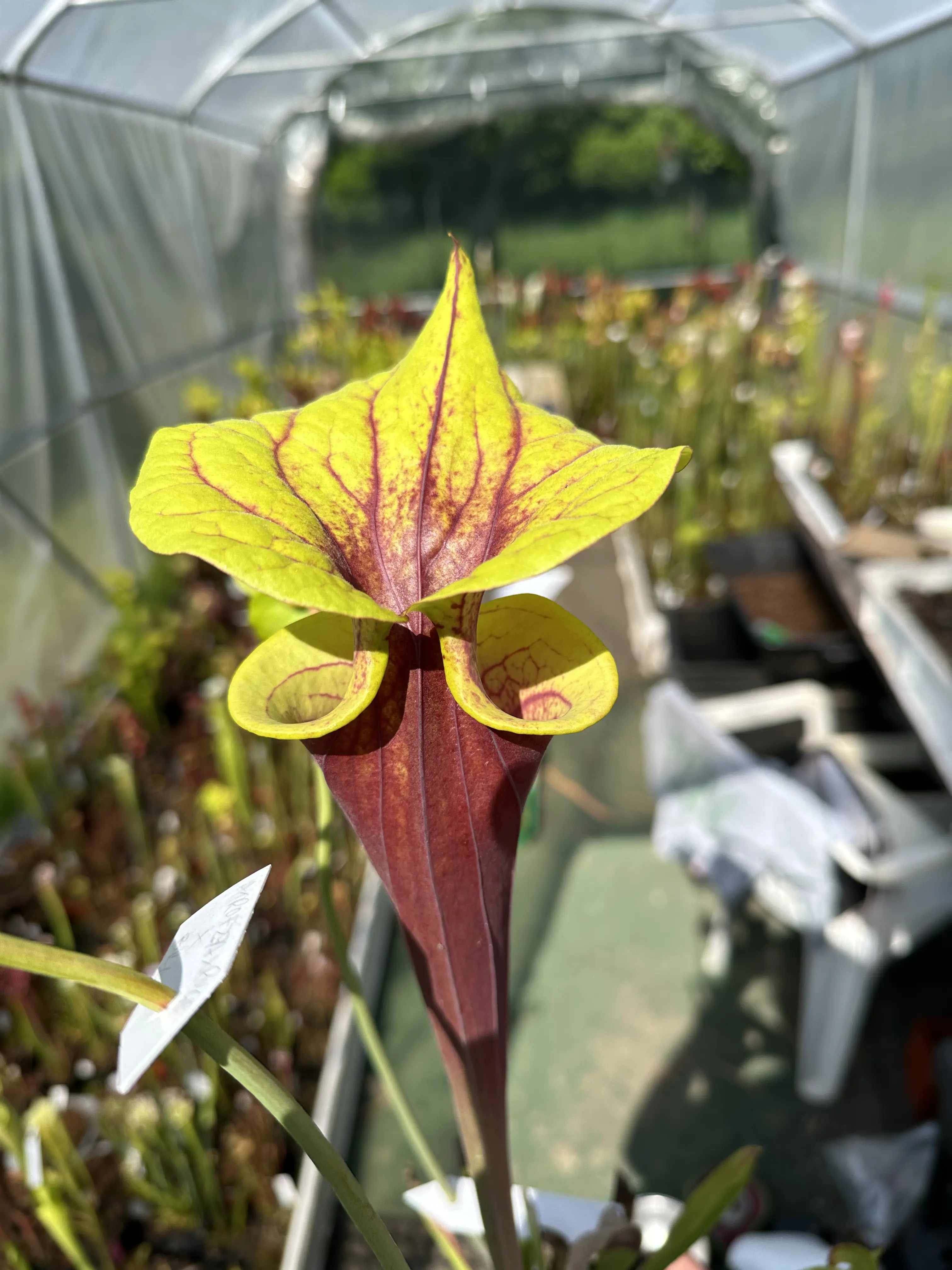 S. flava var. atropurpurea