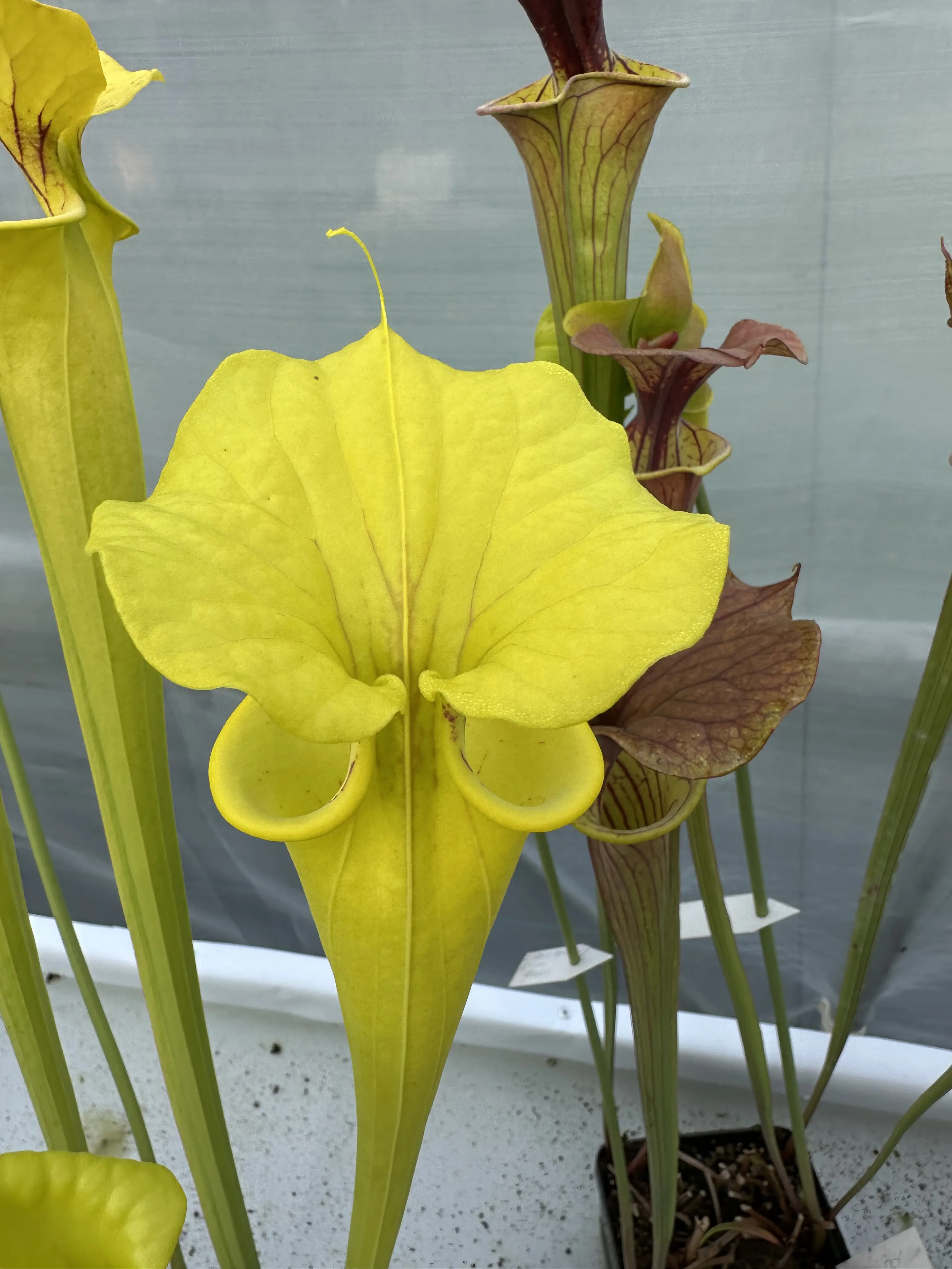 S. flava var. flava "Goldie"