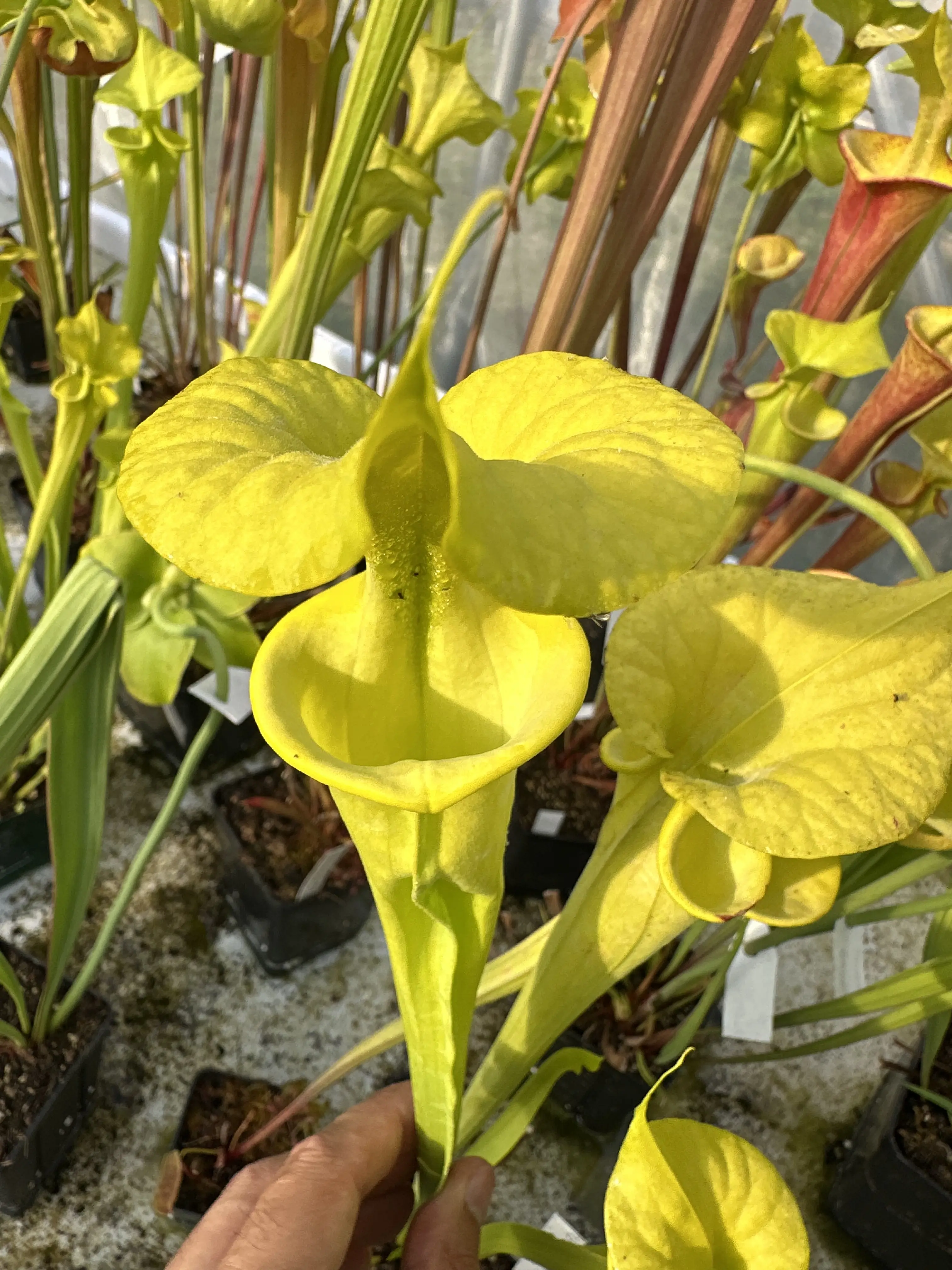 S. flava f. viridiscens, anthocyanin-free form