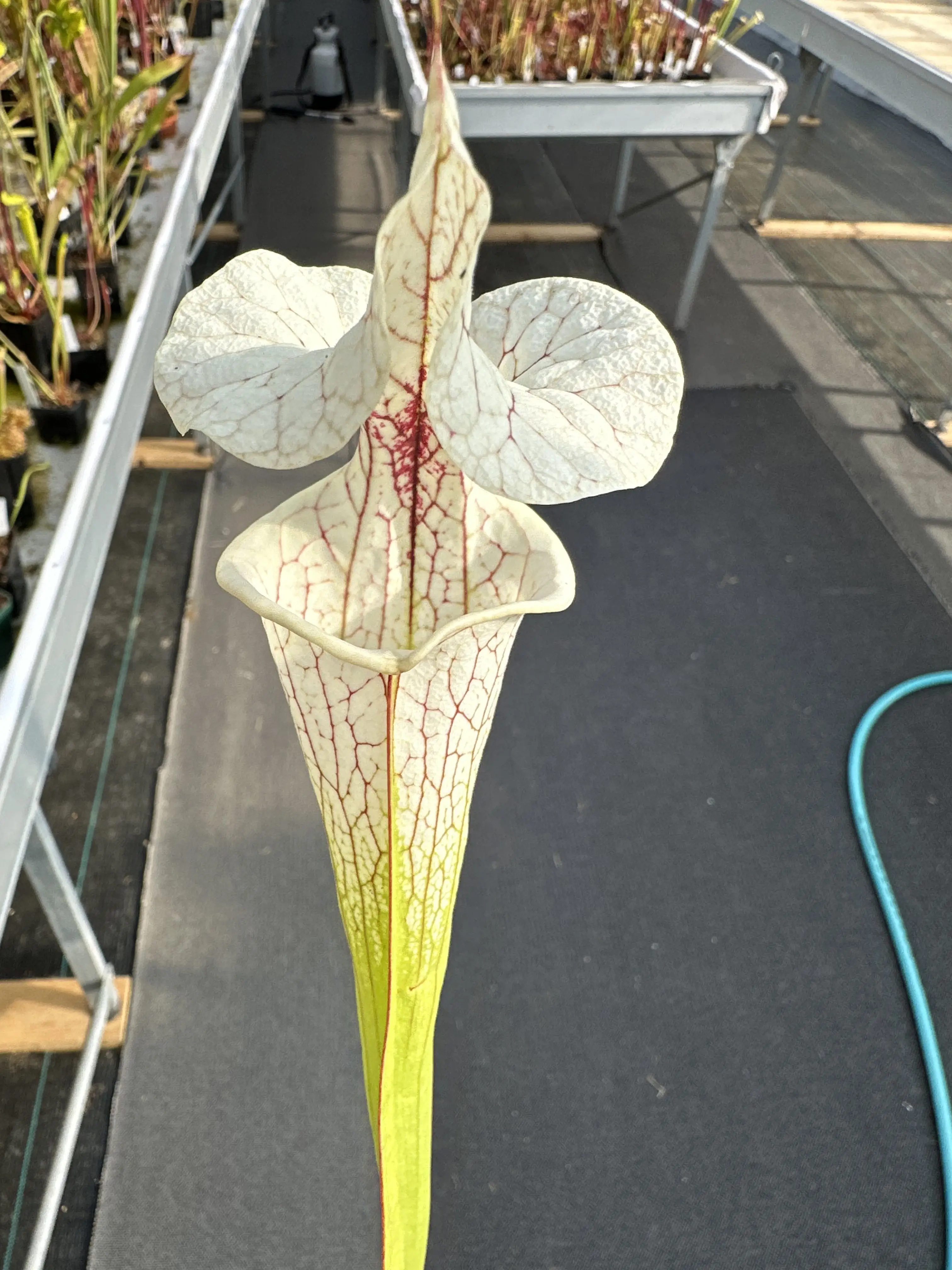 Sarracenia x "White Love"