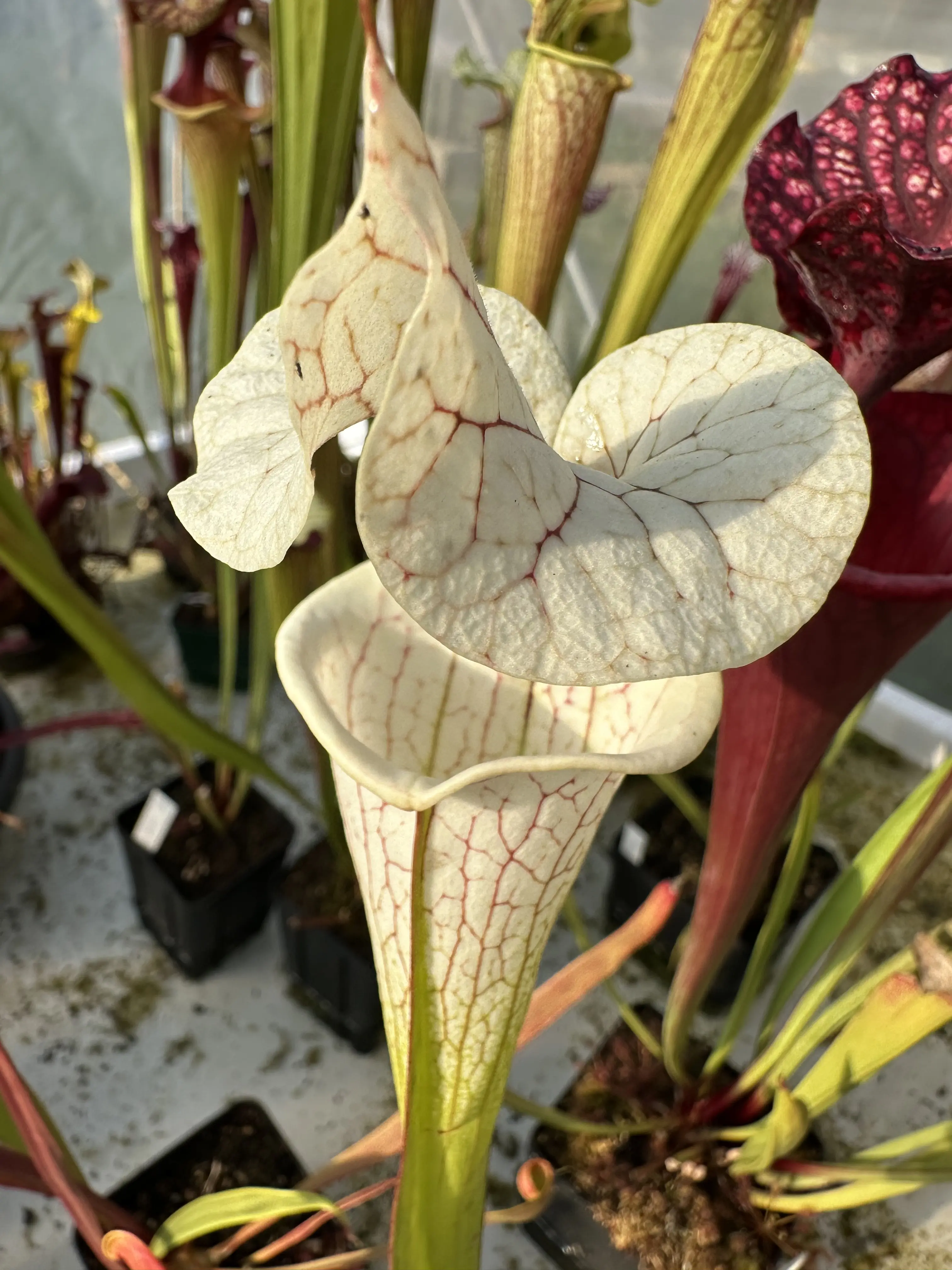 Sarracenia x "White Love"