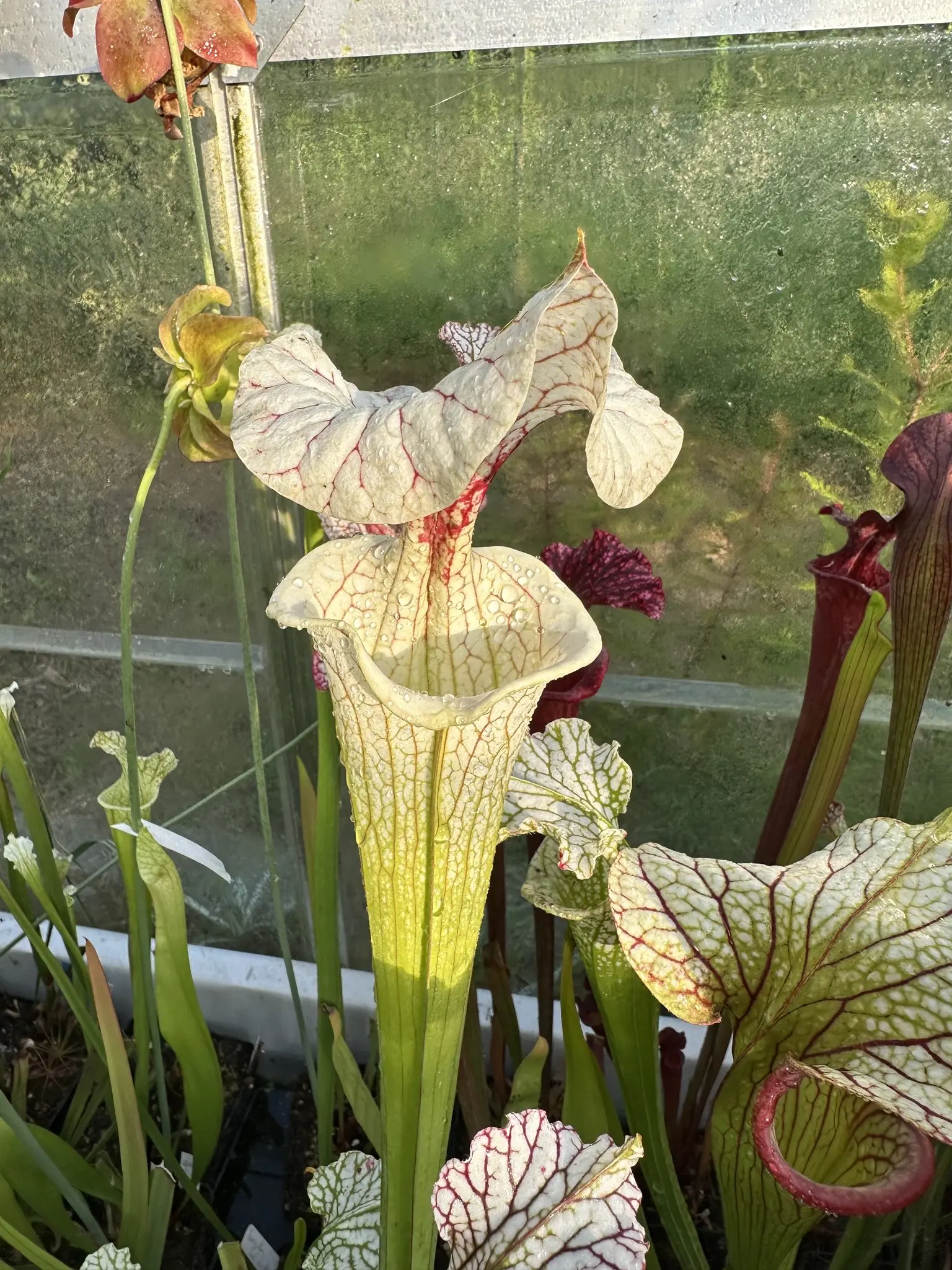 Sarracenia x "White Love"