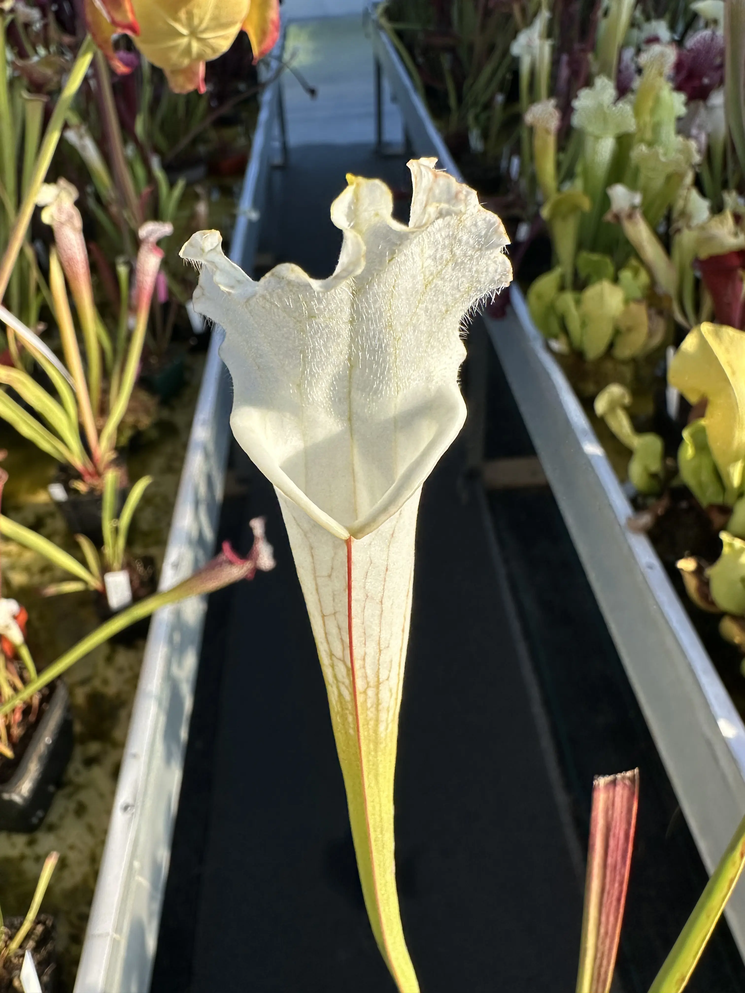 S. leucophylla var. alba, V shape lips