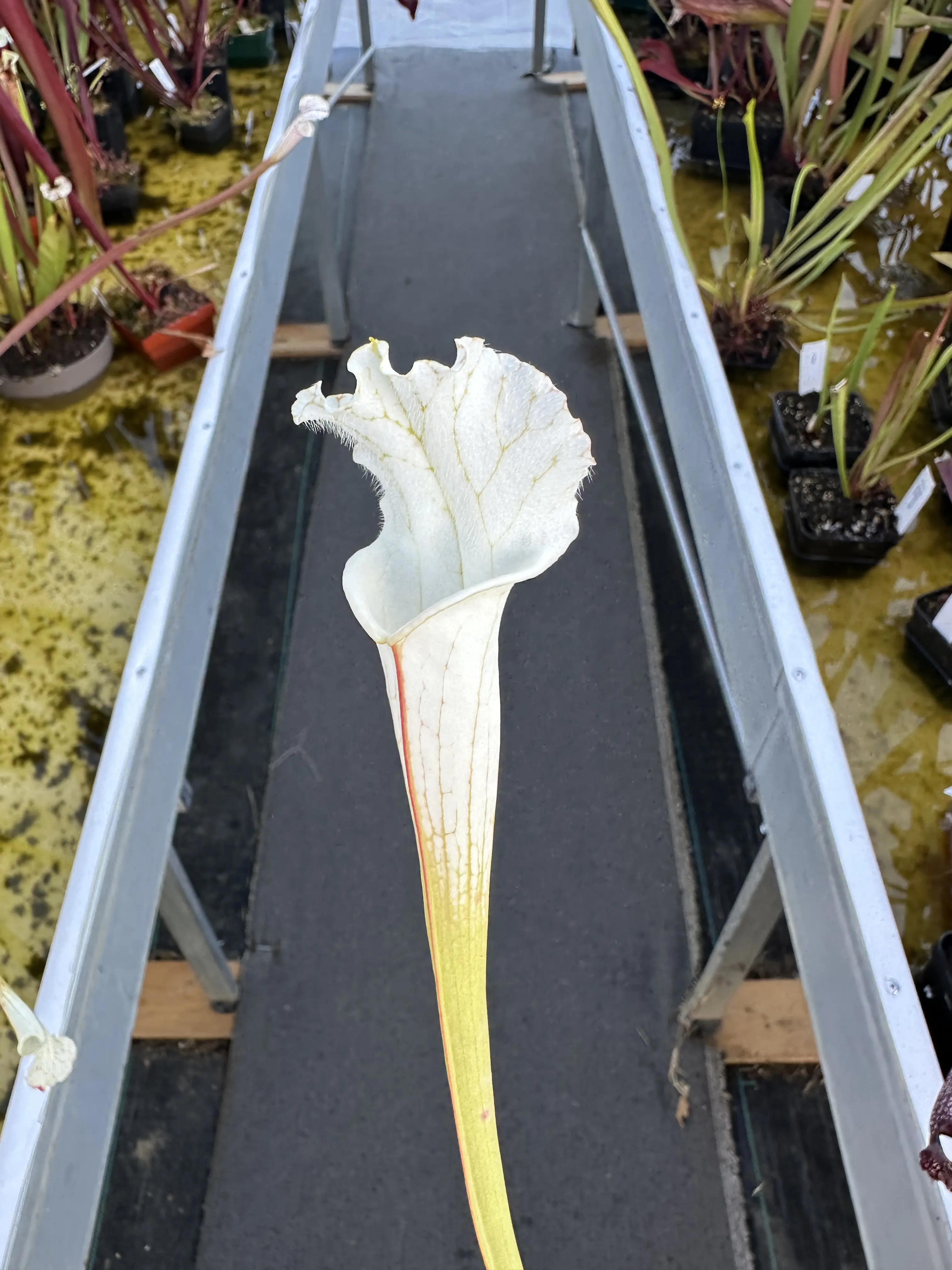 S. leucophylla var. alba, V shape lips