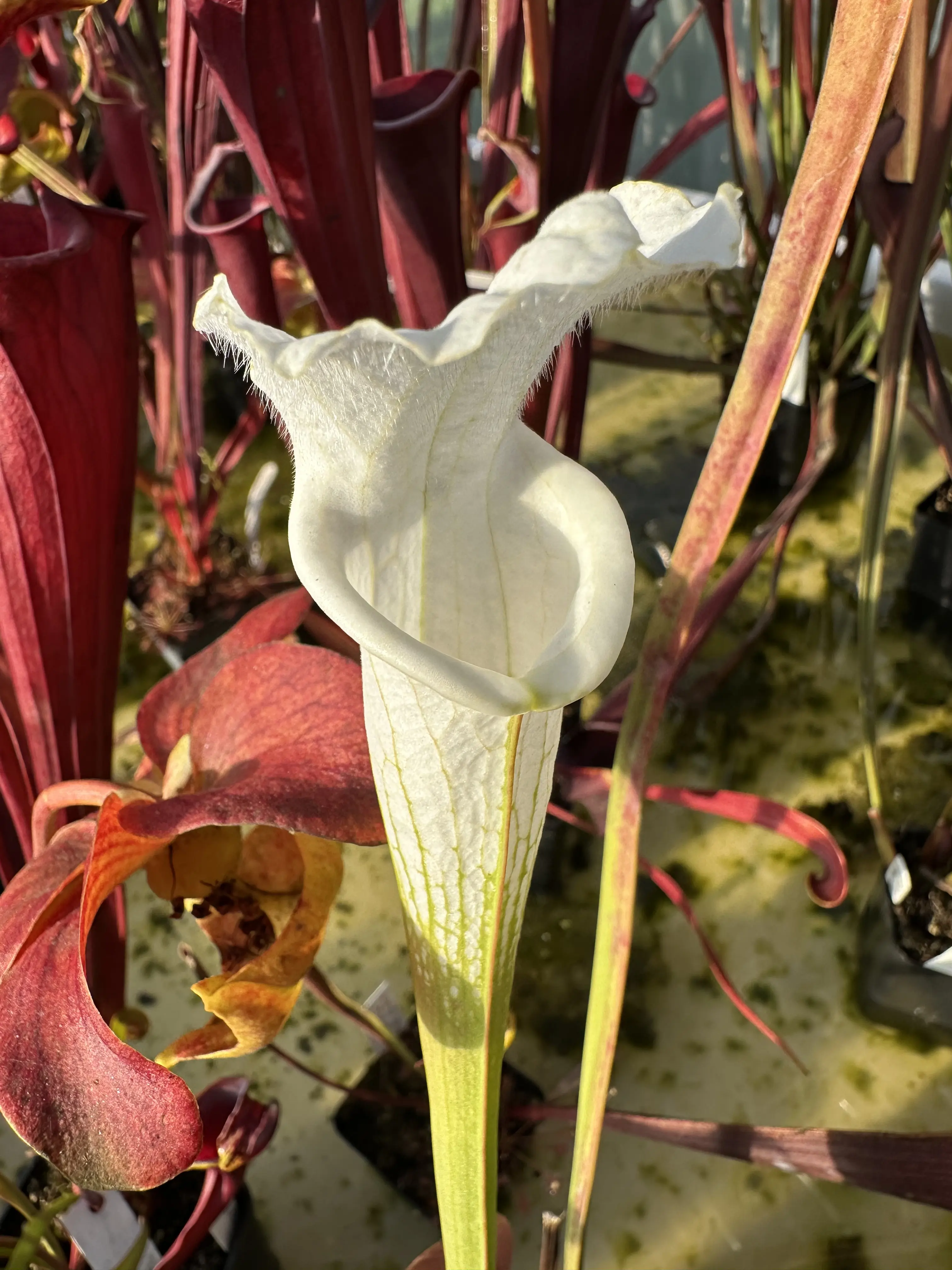S. leucophylla var. alba