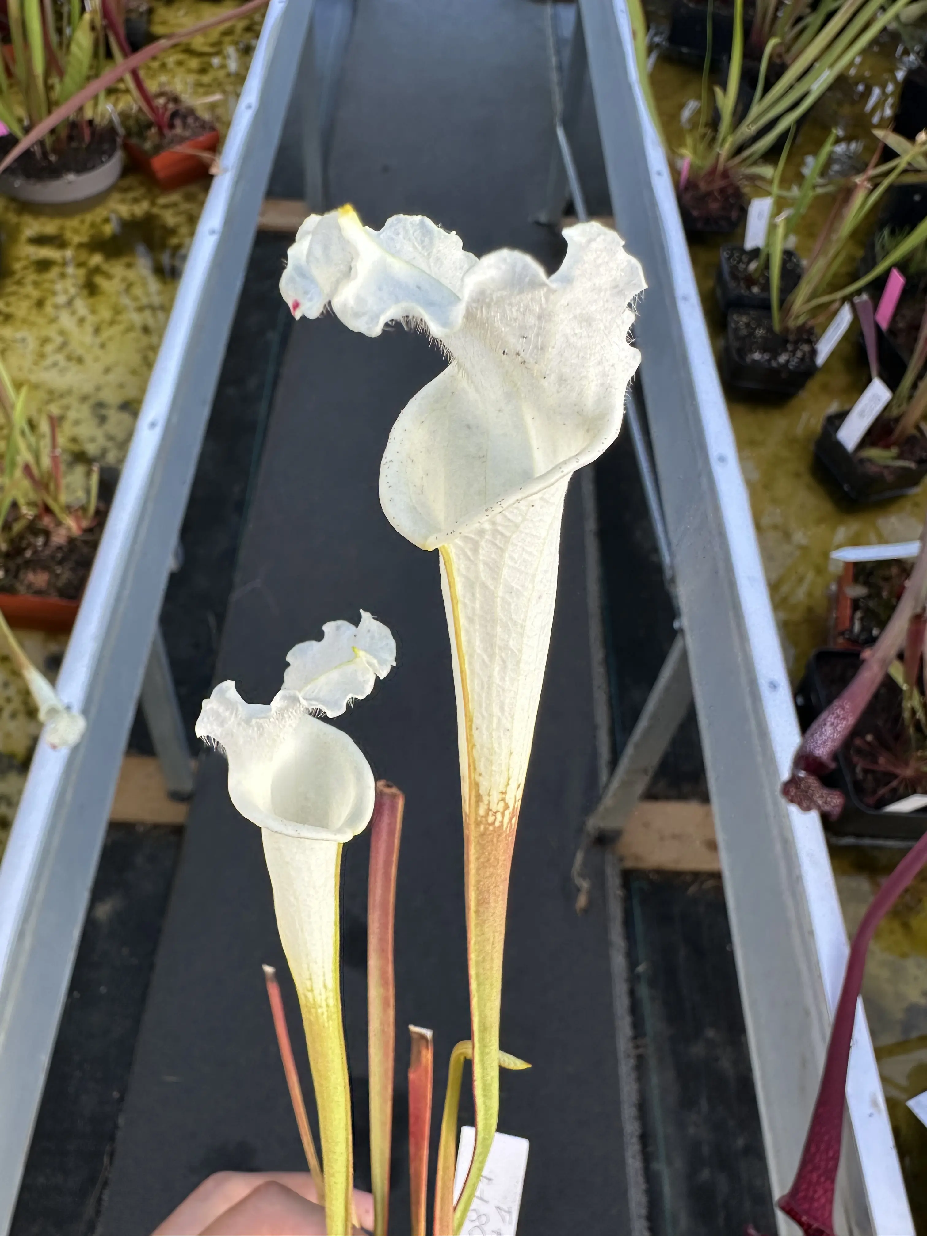 S. leucophylla var. alba