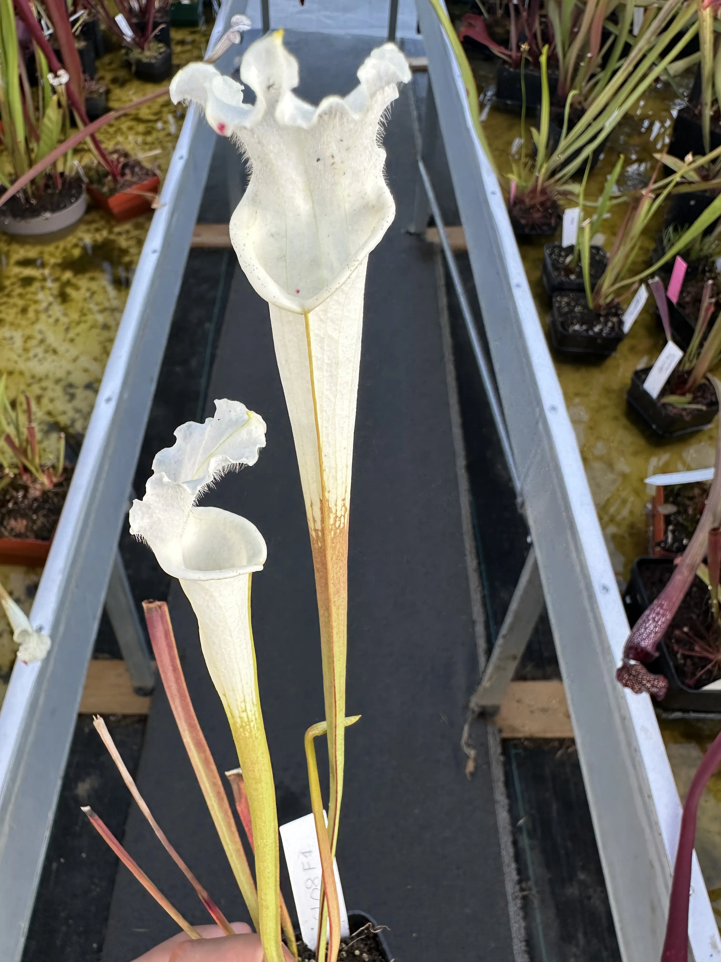 S. leucophylla var. alba