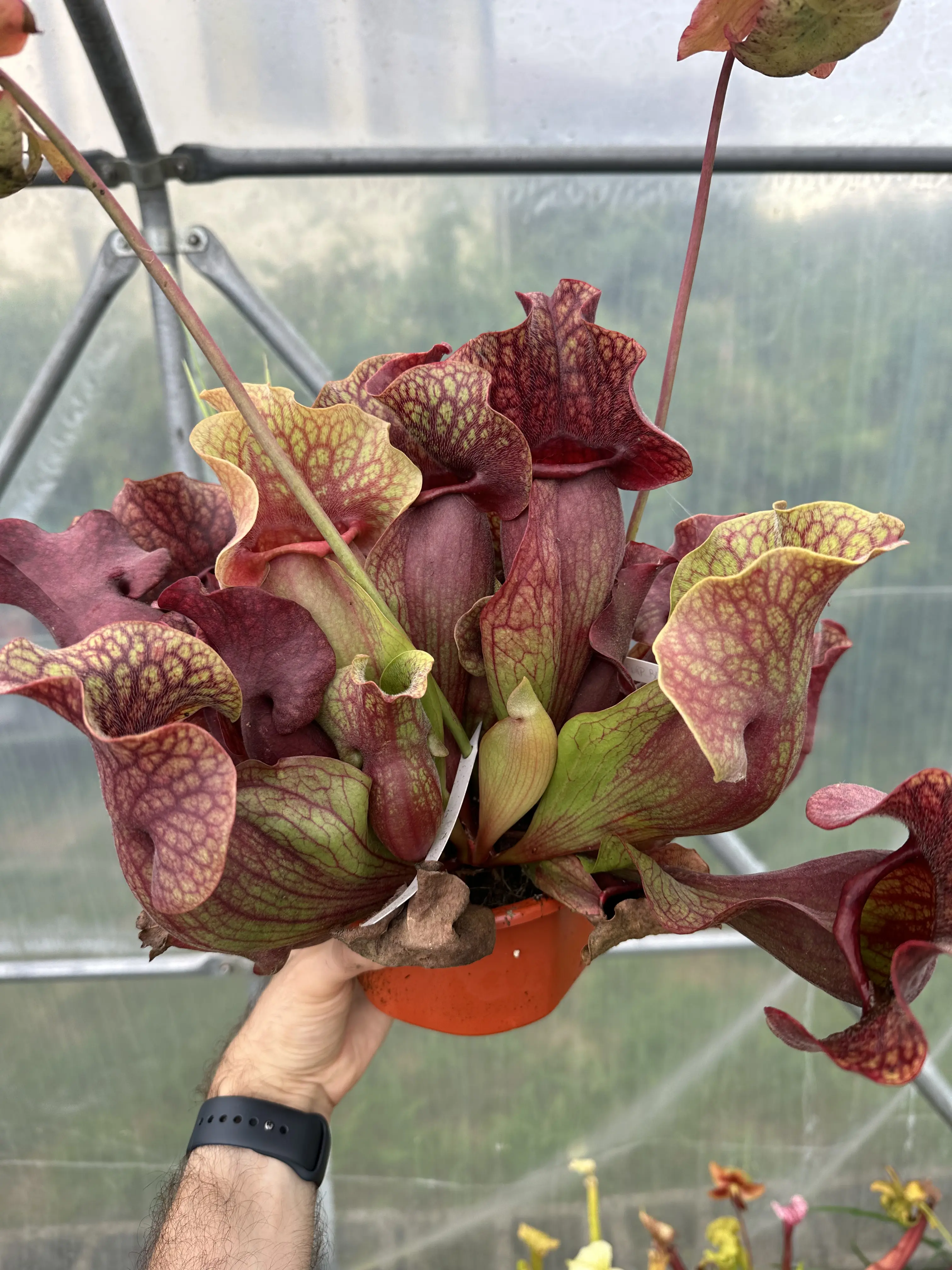 S. purpurea ssp. venosa “The beast DC"