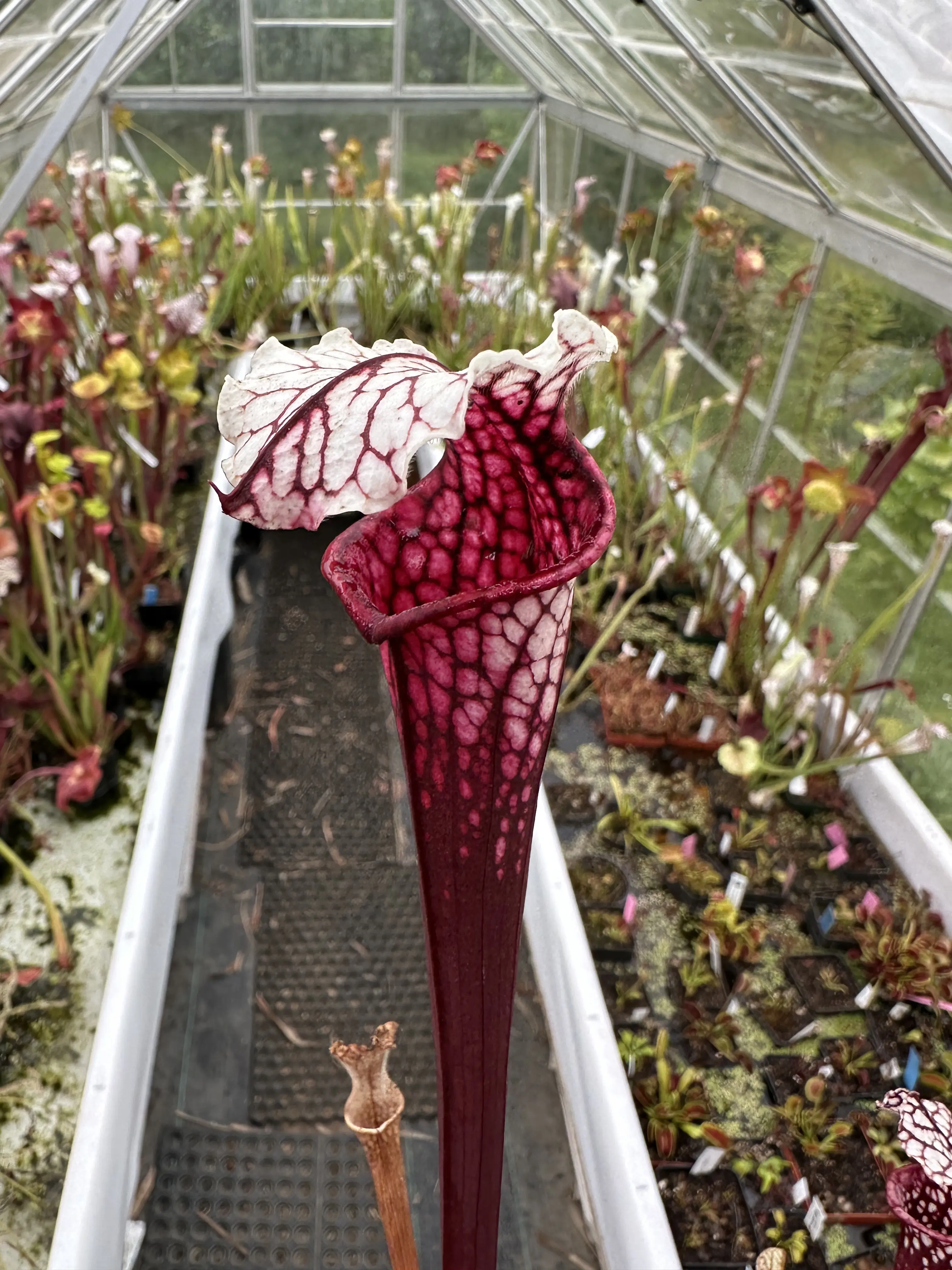 S. x (Ruby Joyce x Ellie Wang) working name*