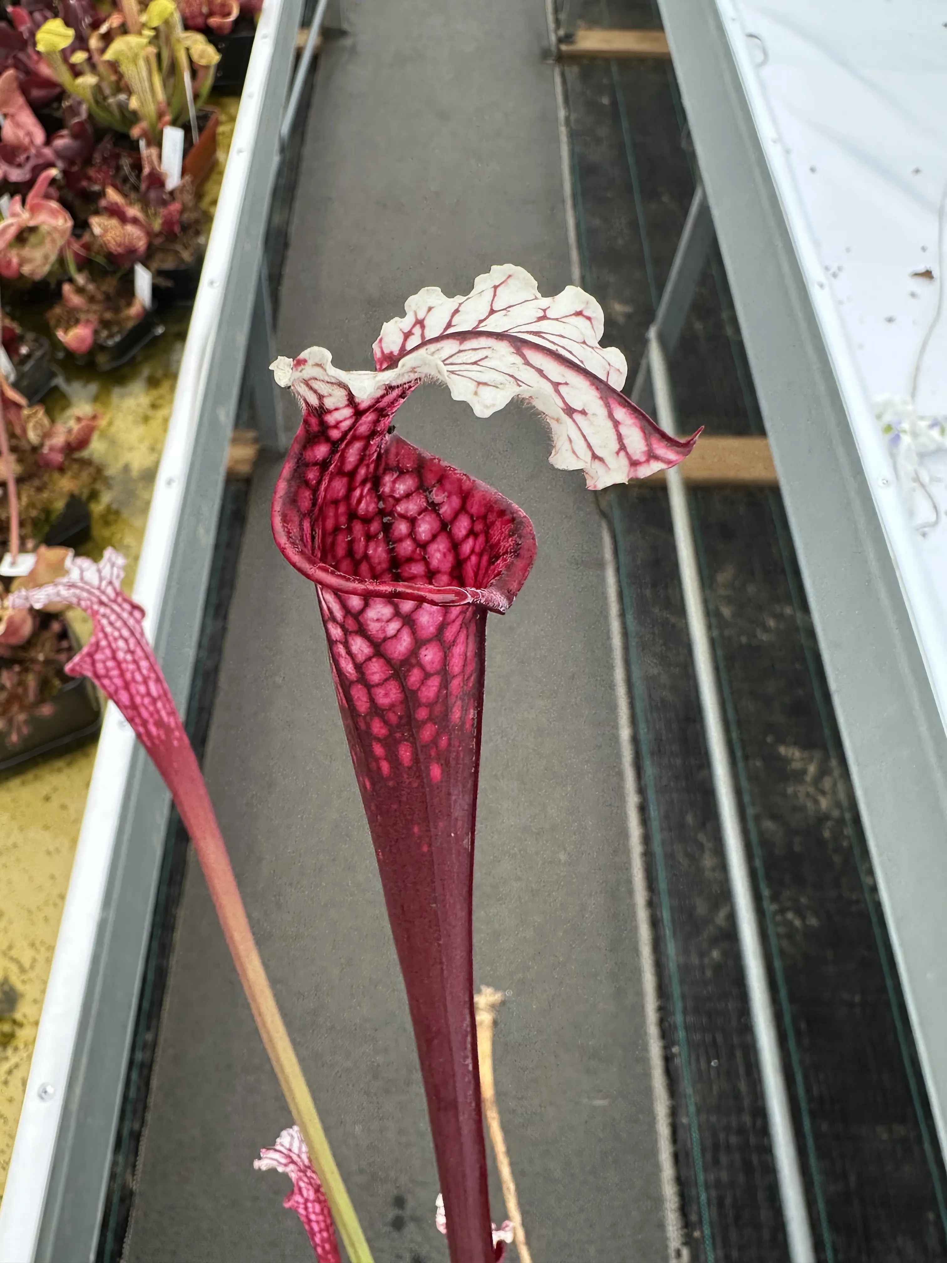 S. x (Ruby Joyce x Ellie Wang) working name*