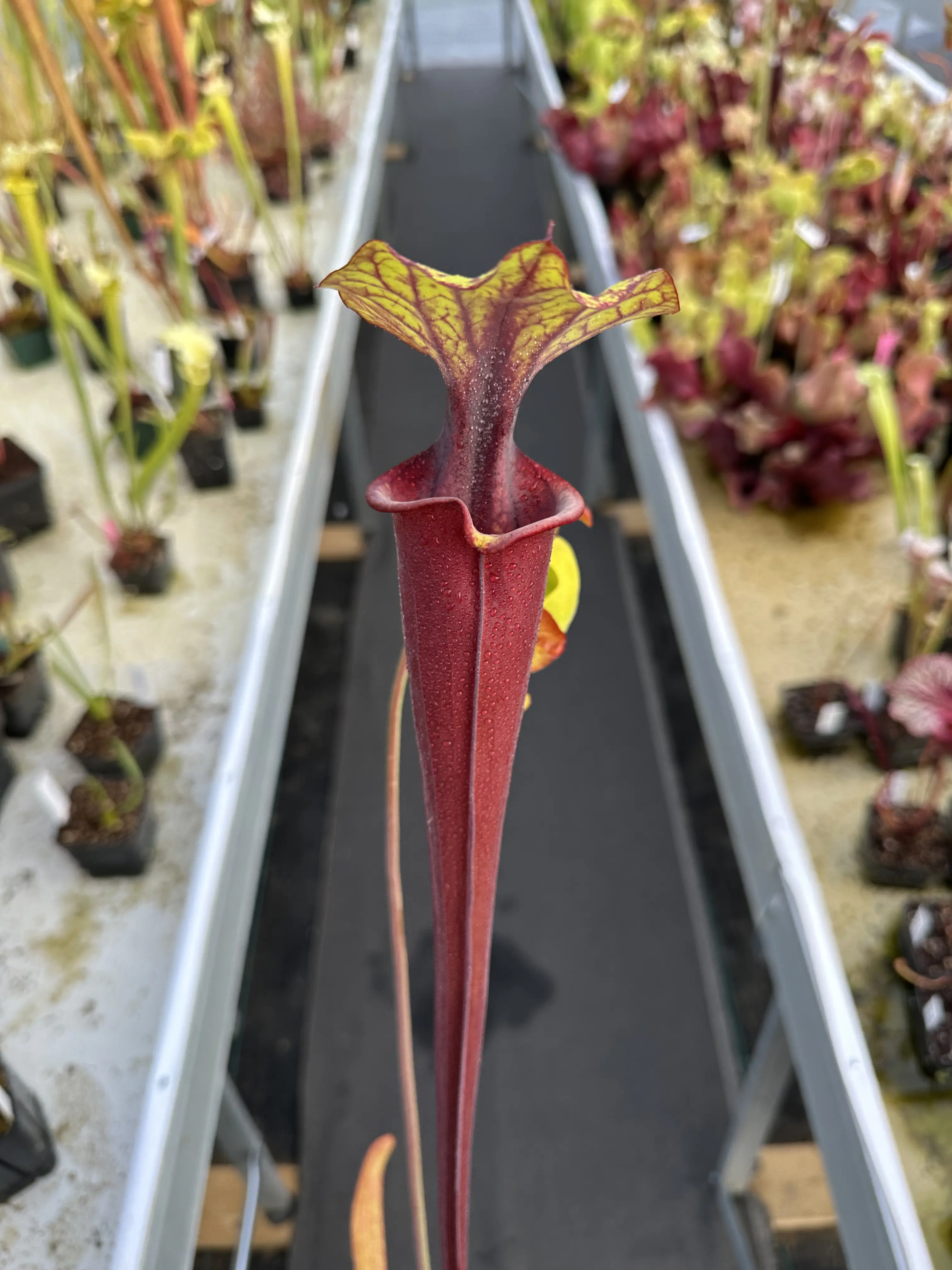 S. flava rubricorpora