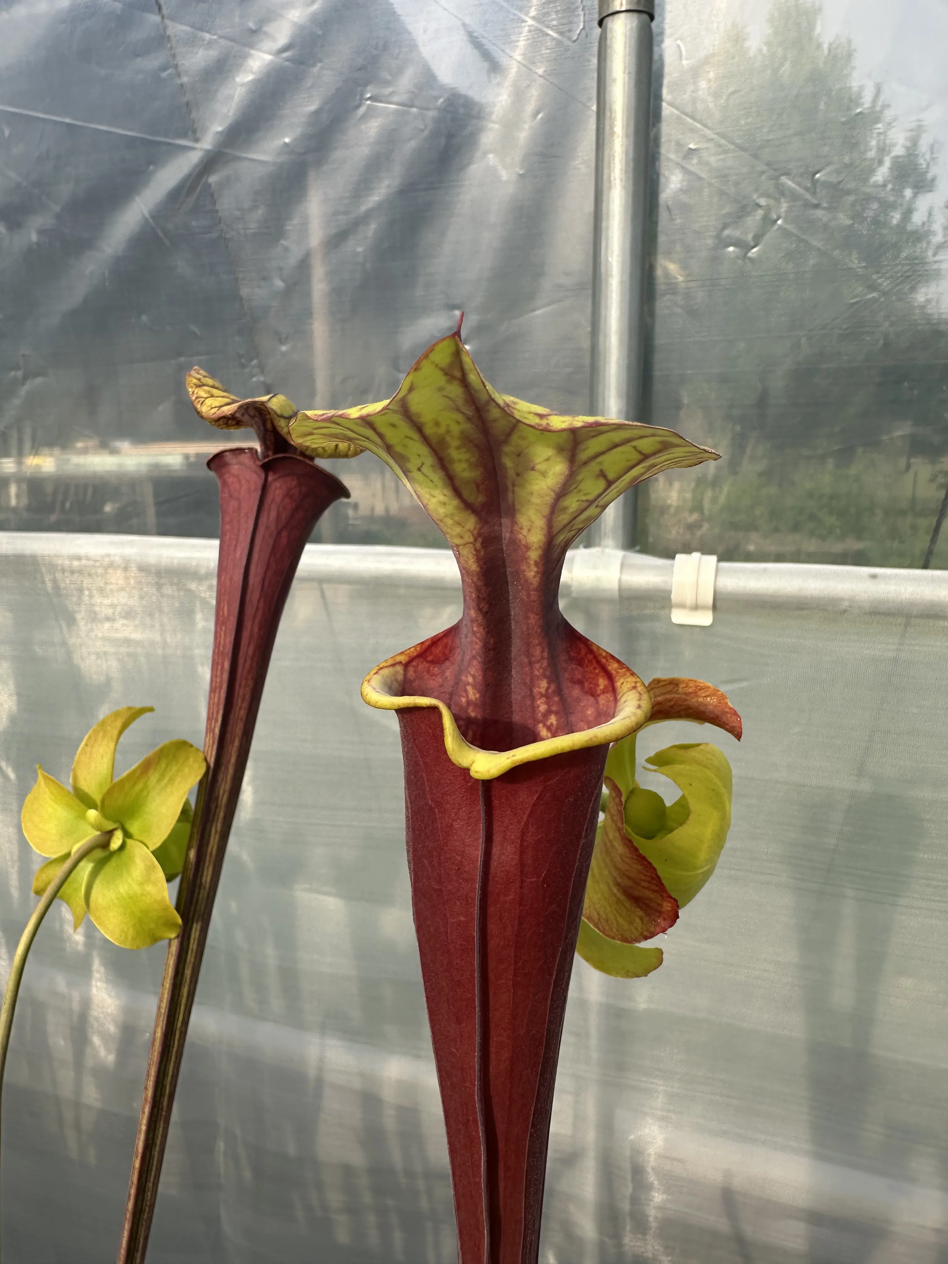 S. flava rubricorpora