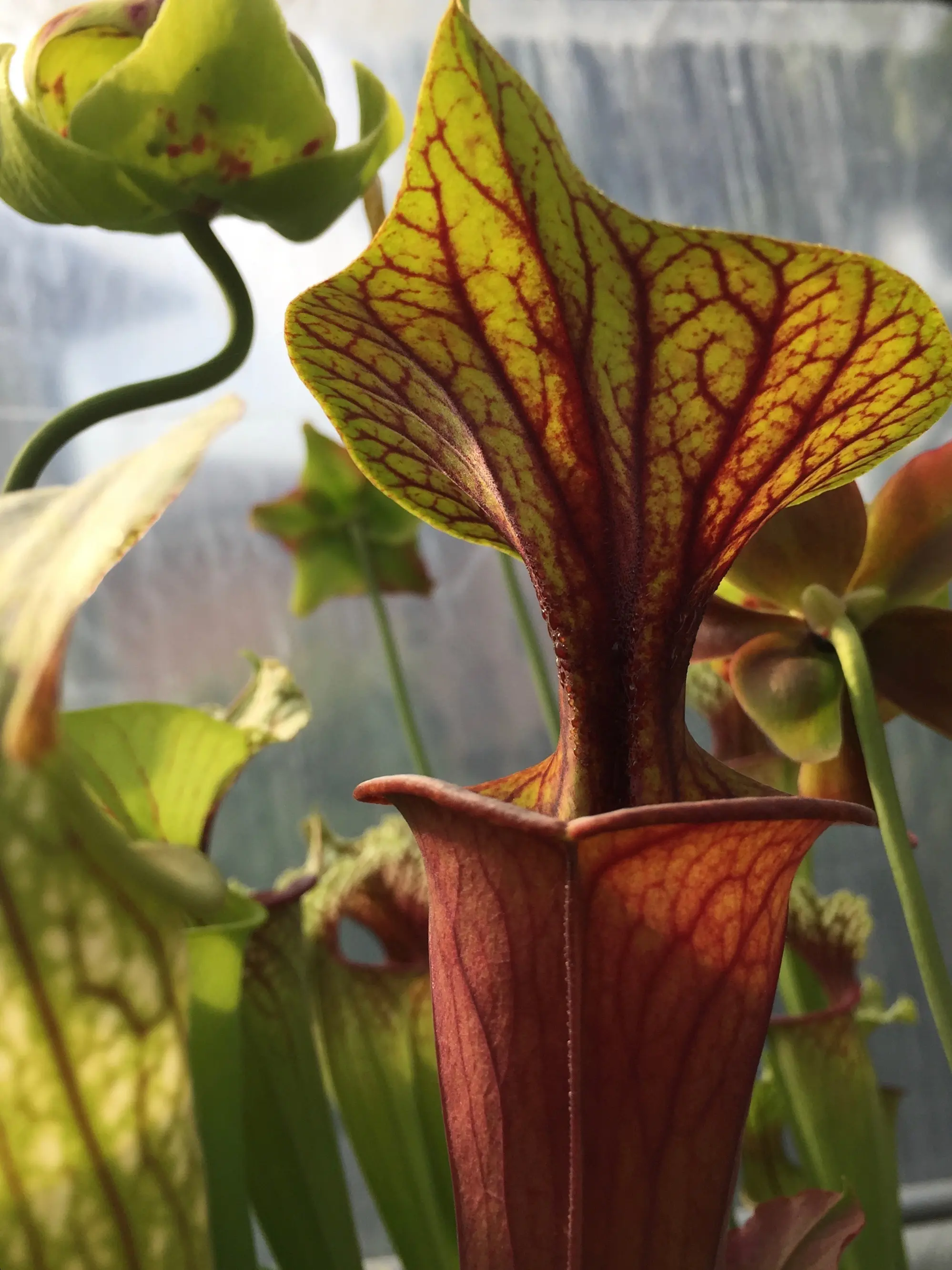 S. flava var. rubricorpora "Claret"