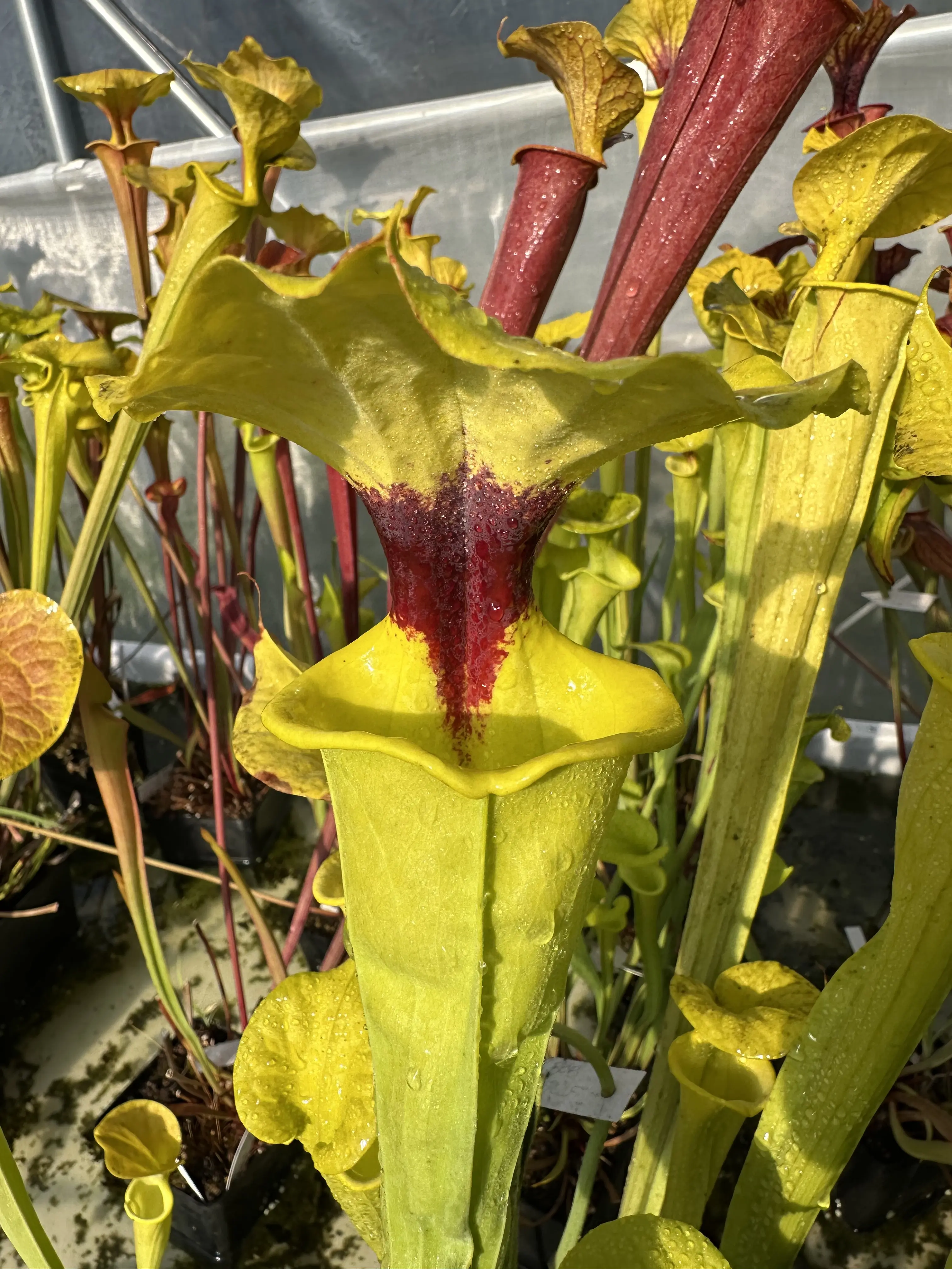 S. flava var. rugelii, 'Bob Hanrahan'