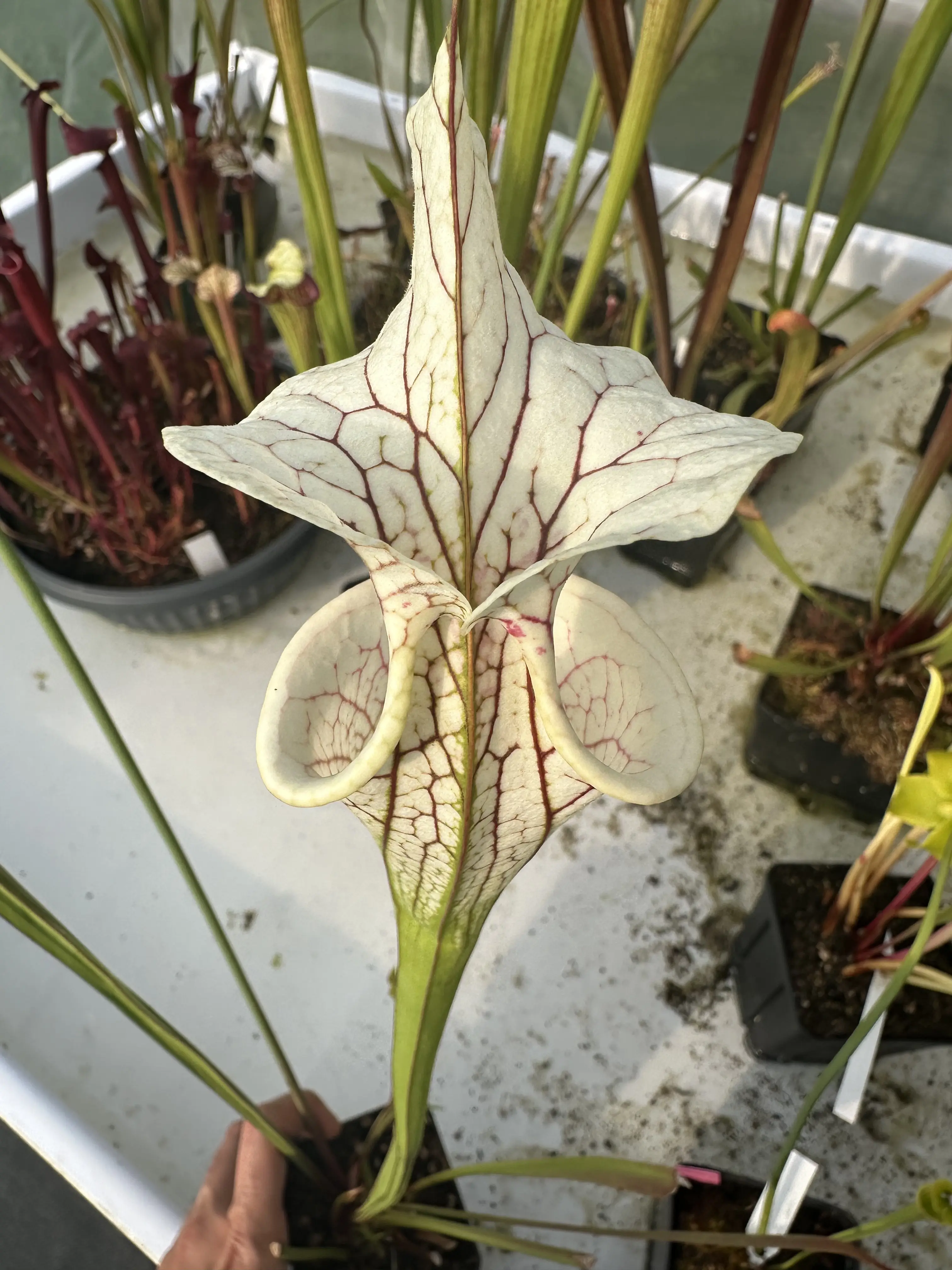 Sarracenia x "White Love"