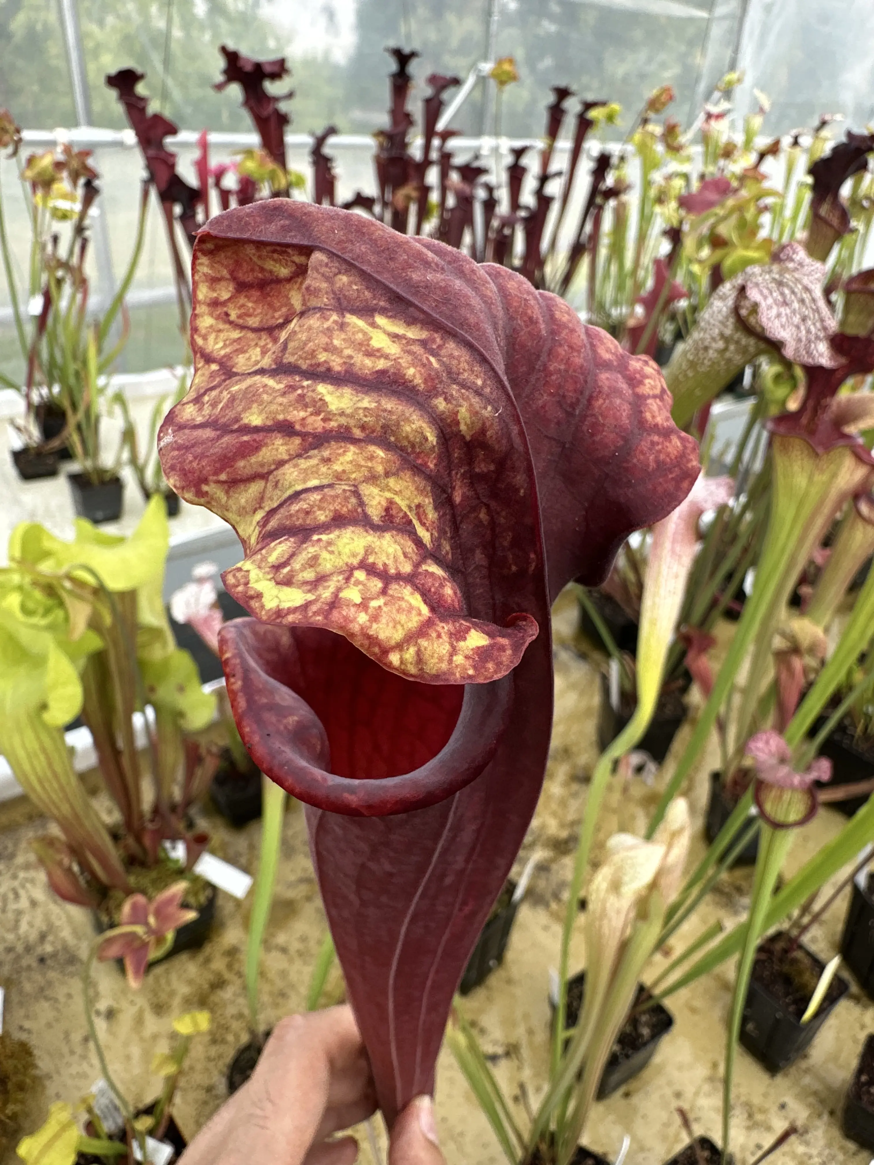 S. x (Brooks hybrid x Praetorian Guard), variegated