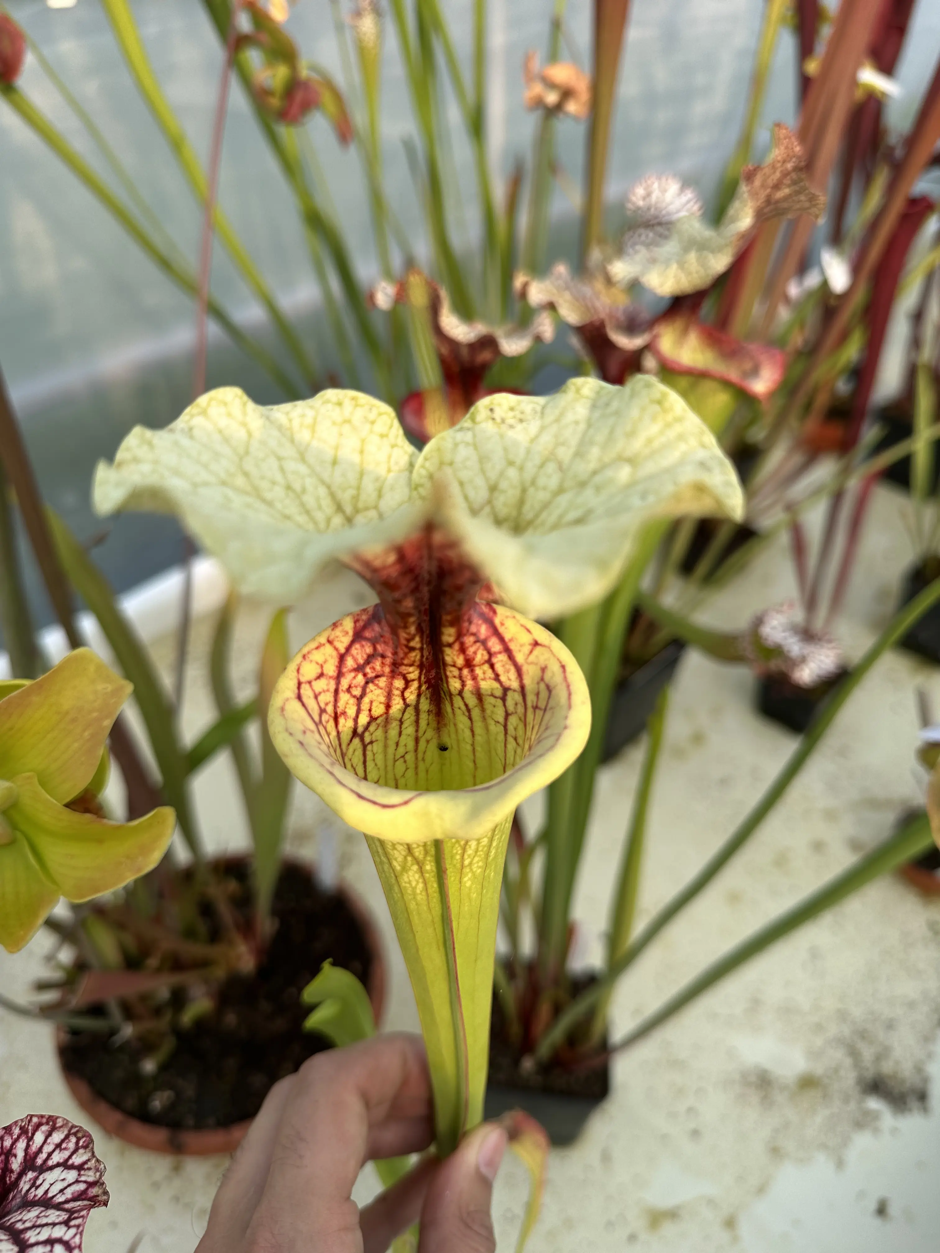 S. moorei 'Shakra du coeur'