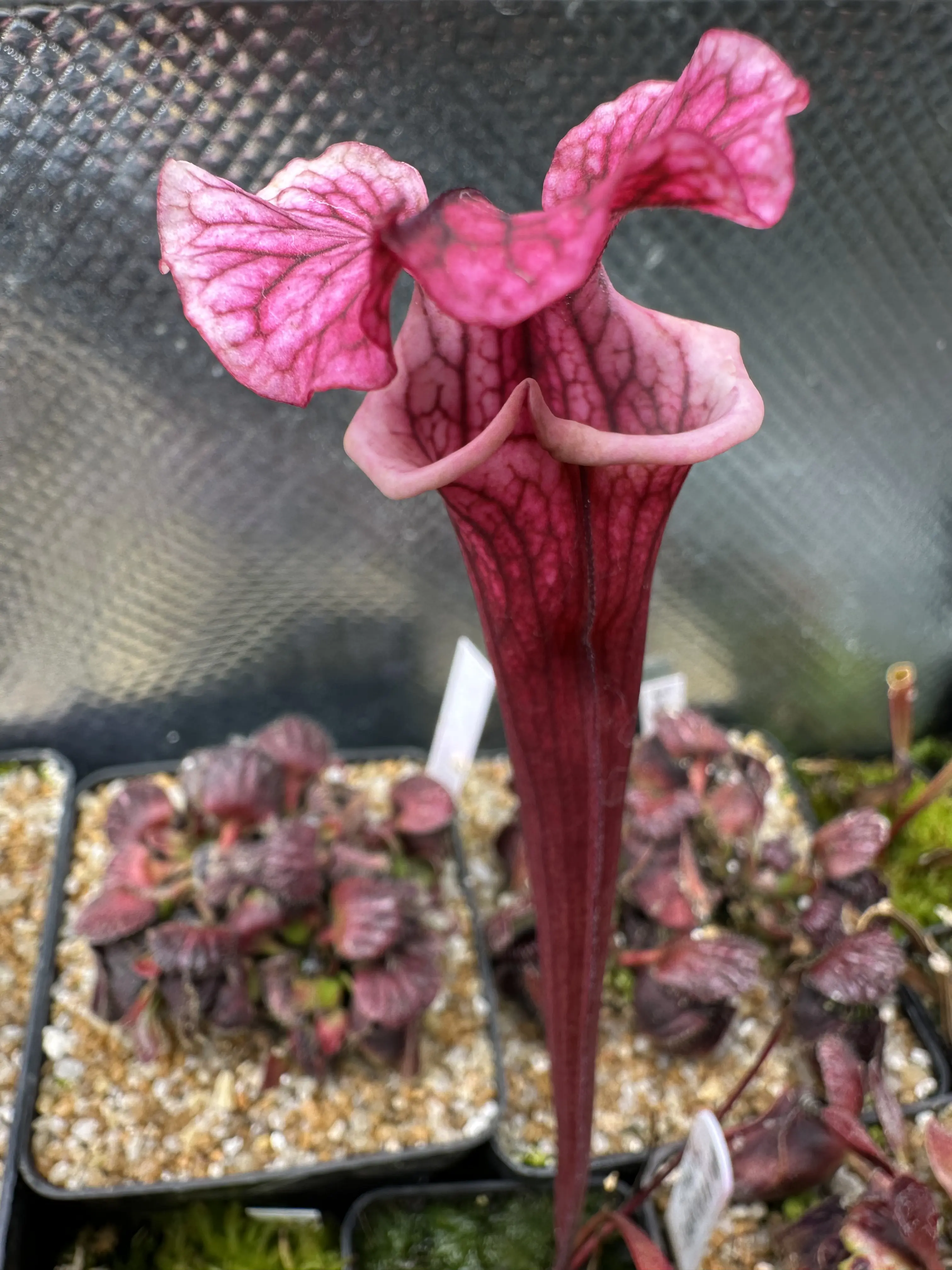 S. x 'Pink Champagne'