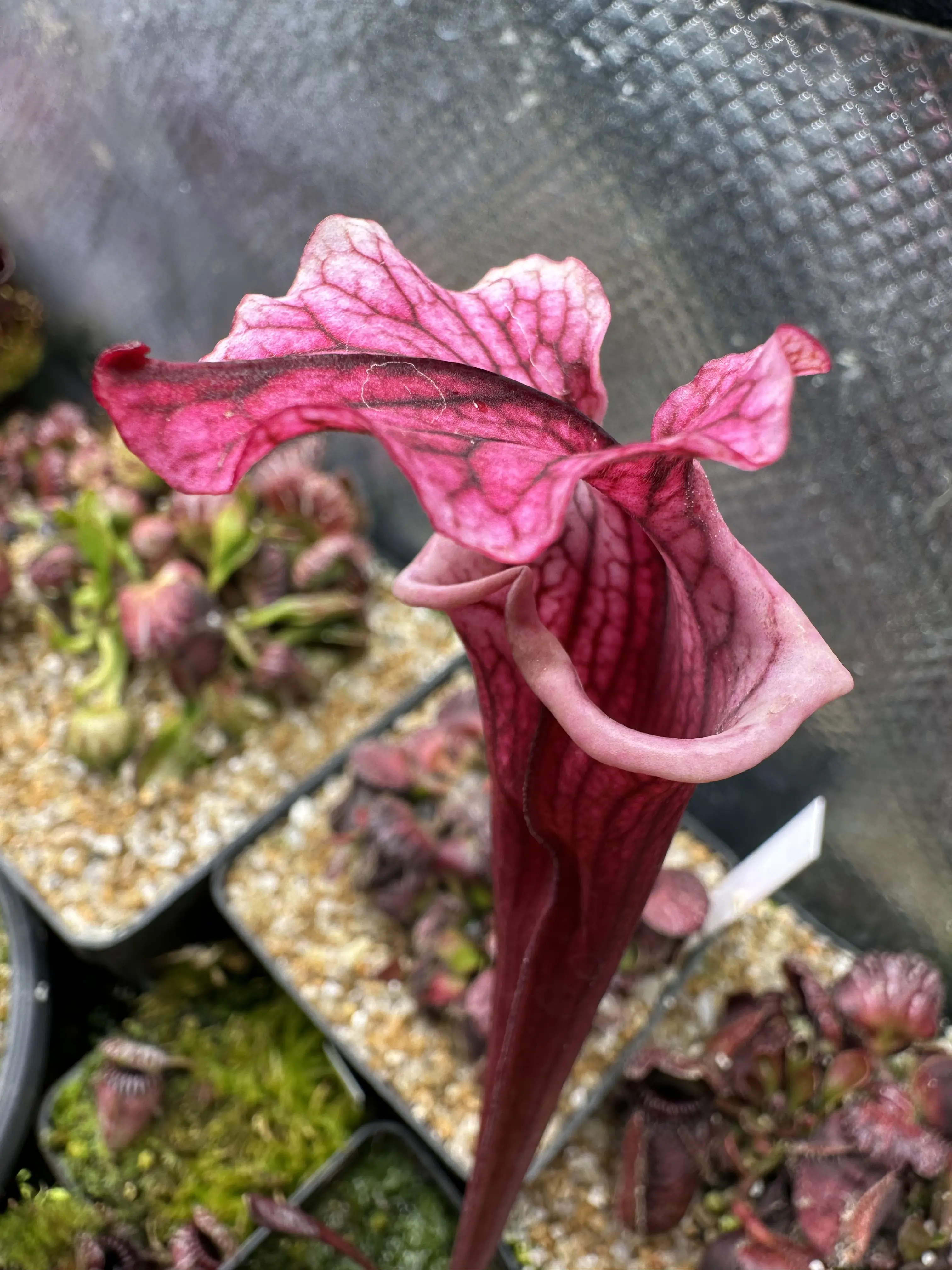 S. x 'Pink Champagne'