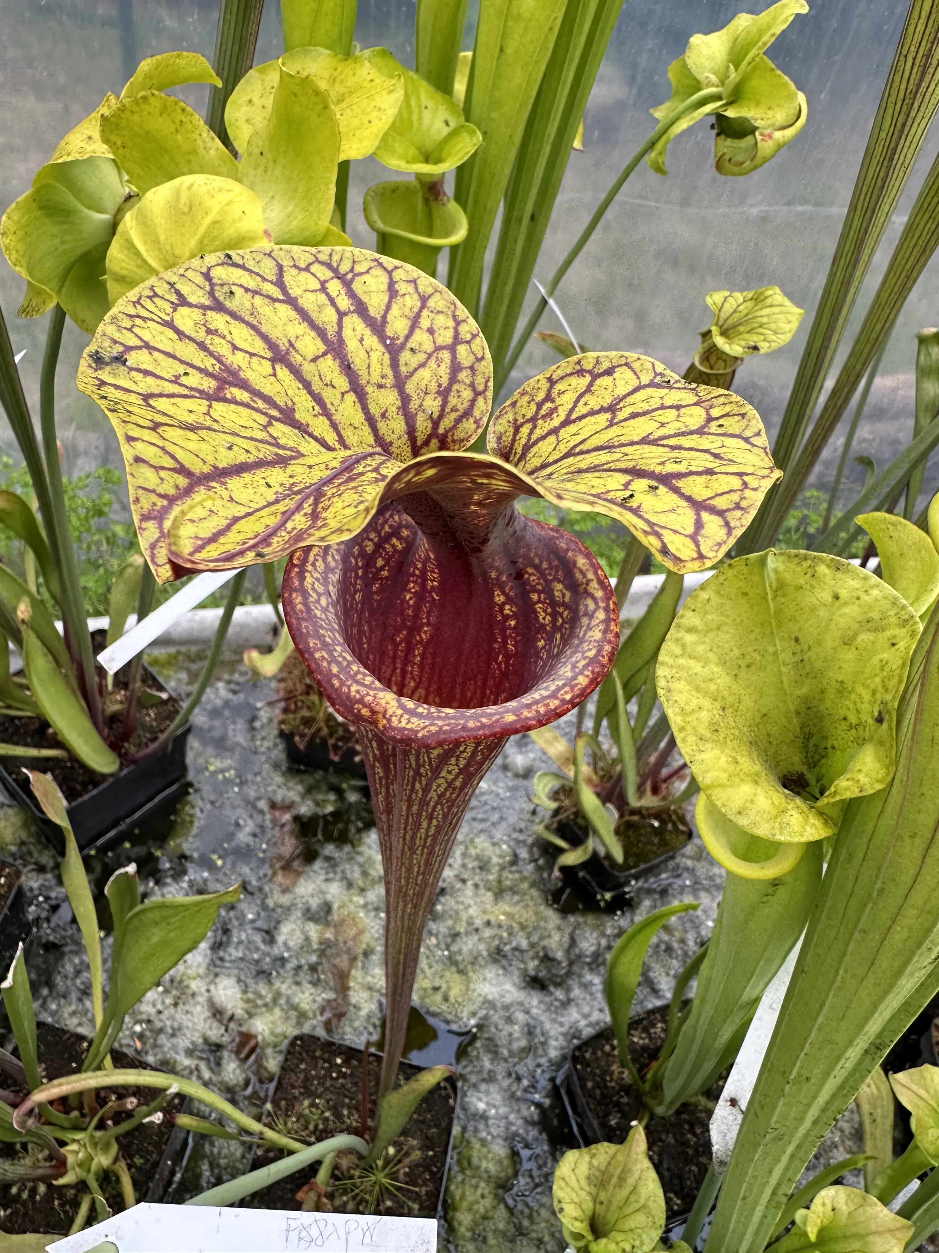 S. flava ornata “Iperornata DC” 