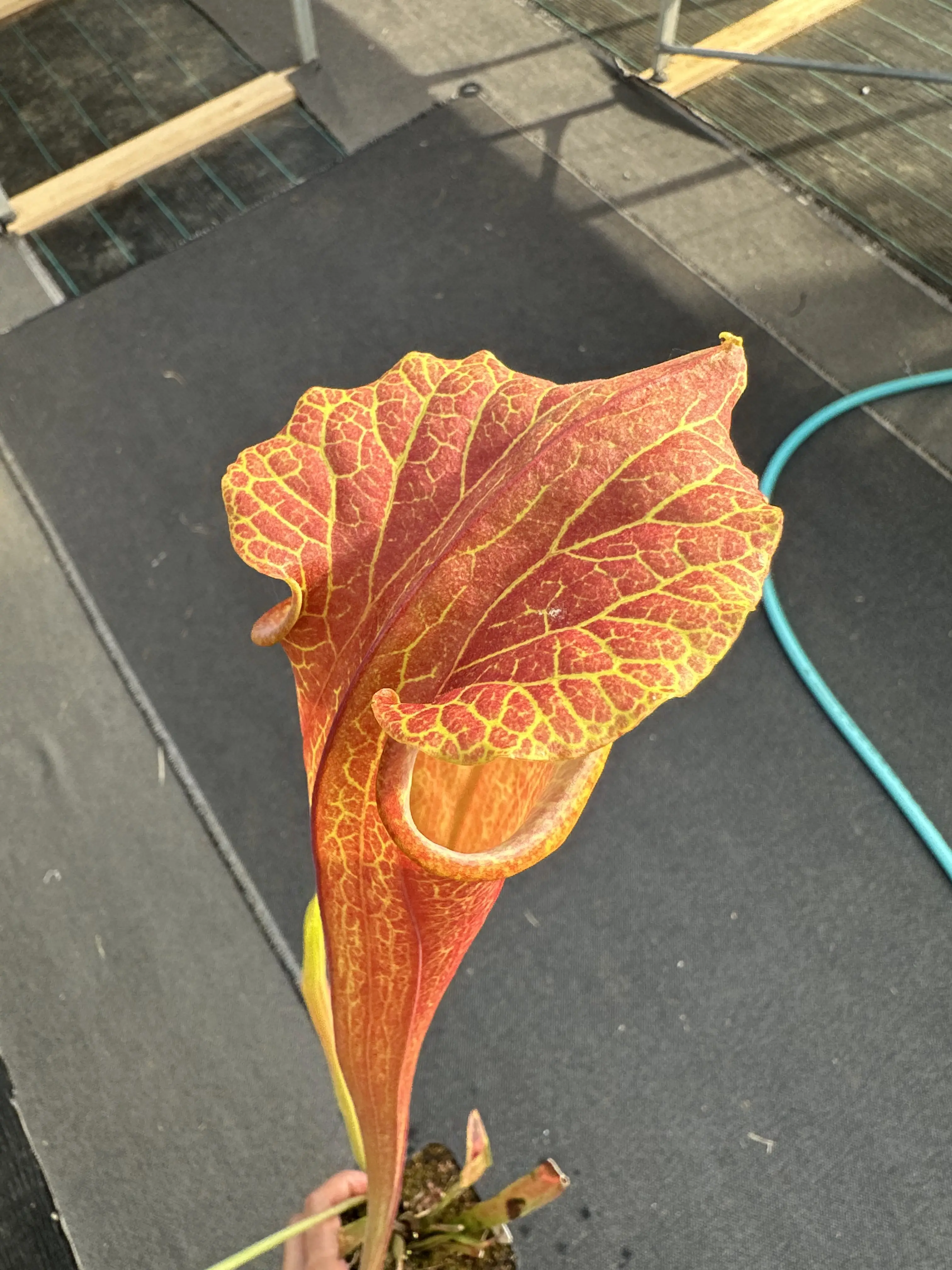 Sarracenia flava, inverse veins