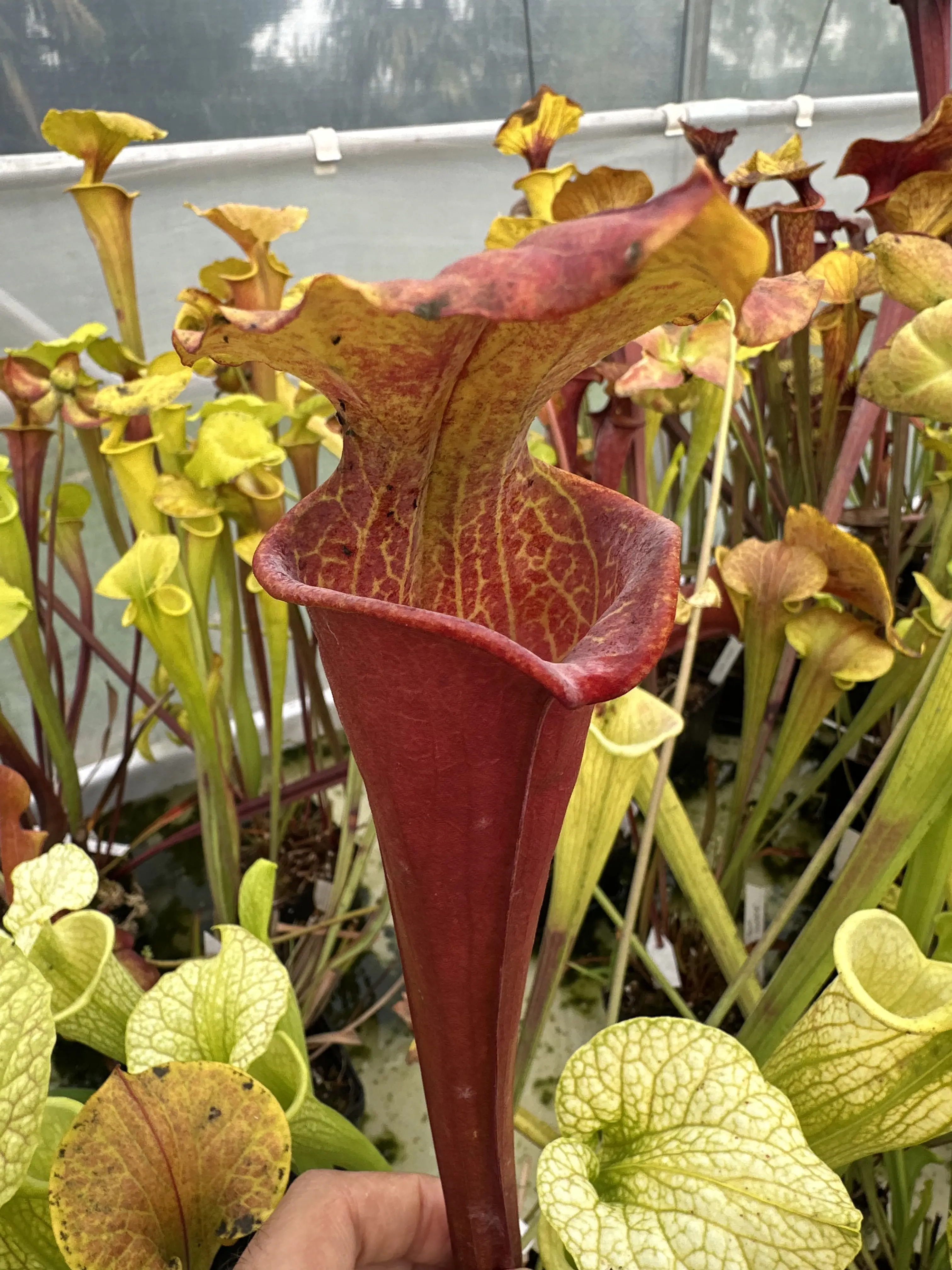 Sarracenia flava, inverse veins