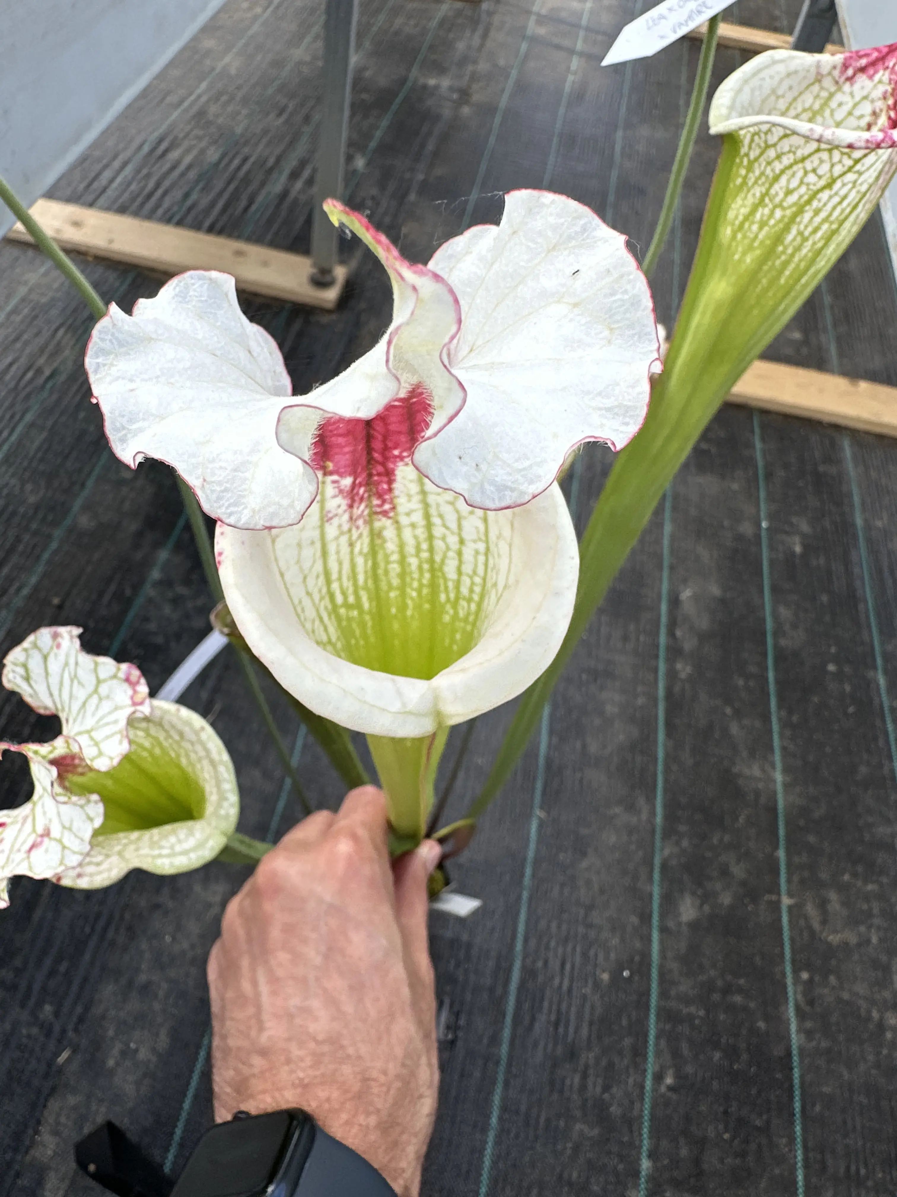 S. x ('Leah Wilkerson' x leucophylla var. alba, "Best")