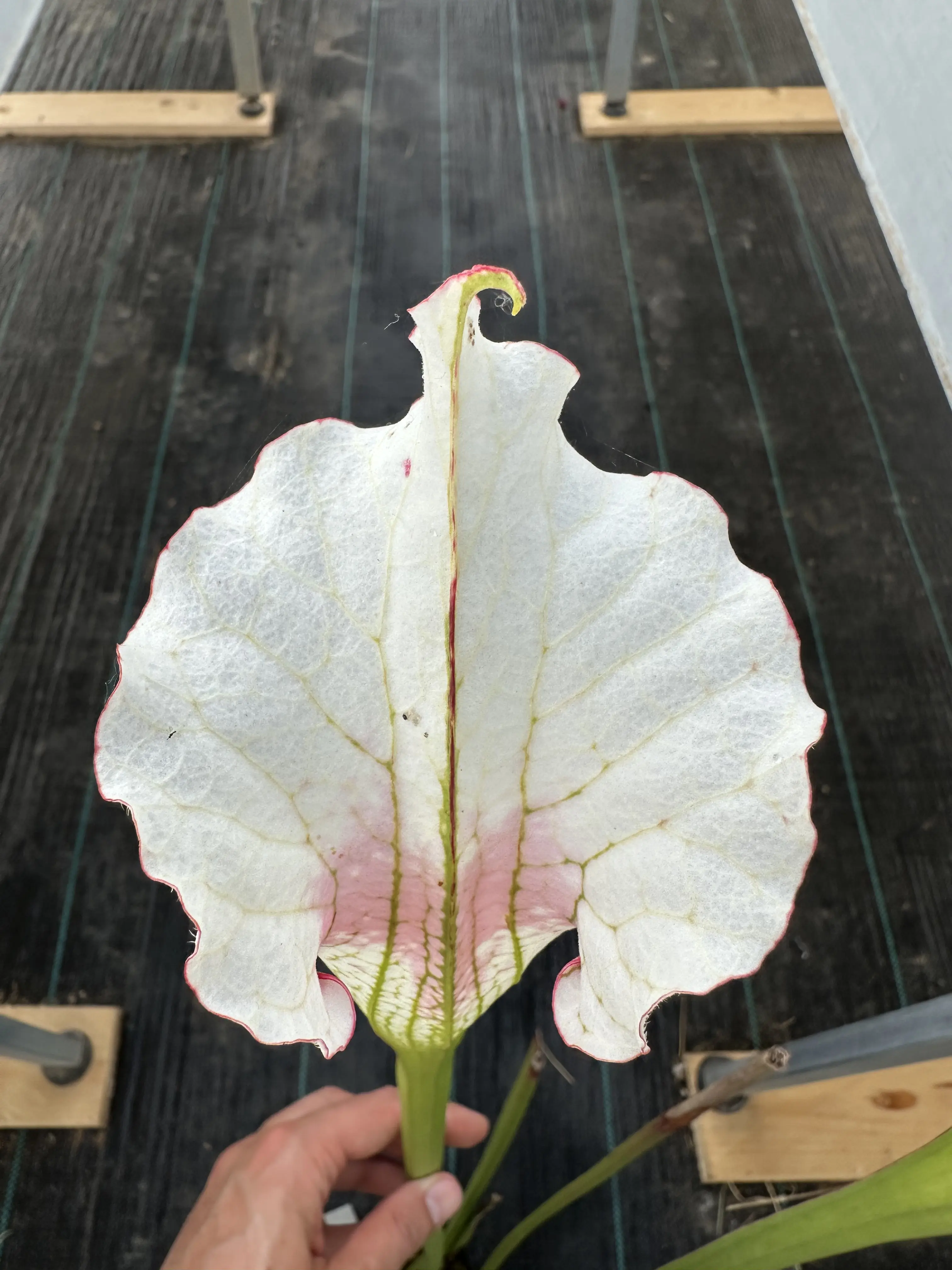 S. x ('Leah Wilkerson' x leucophylla var. alba, "Best")