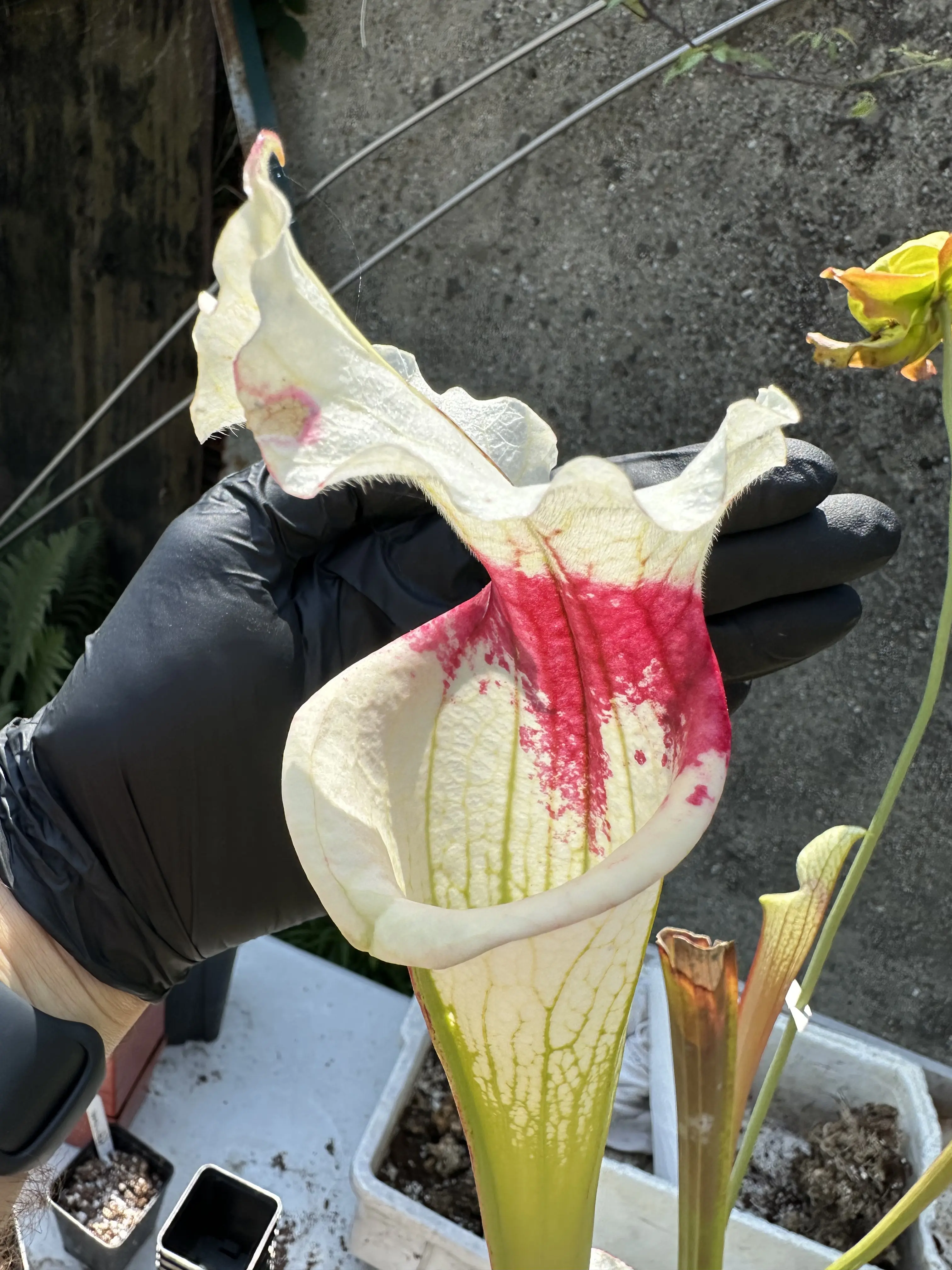 S. x ('Leah Wilkerson' x leucophylla var. alba, "Best")