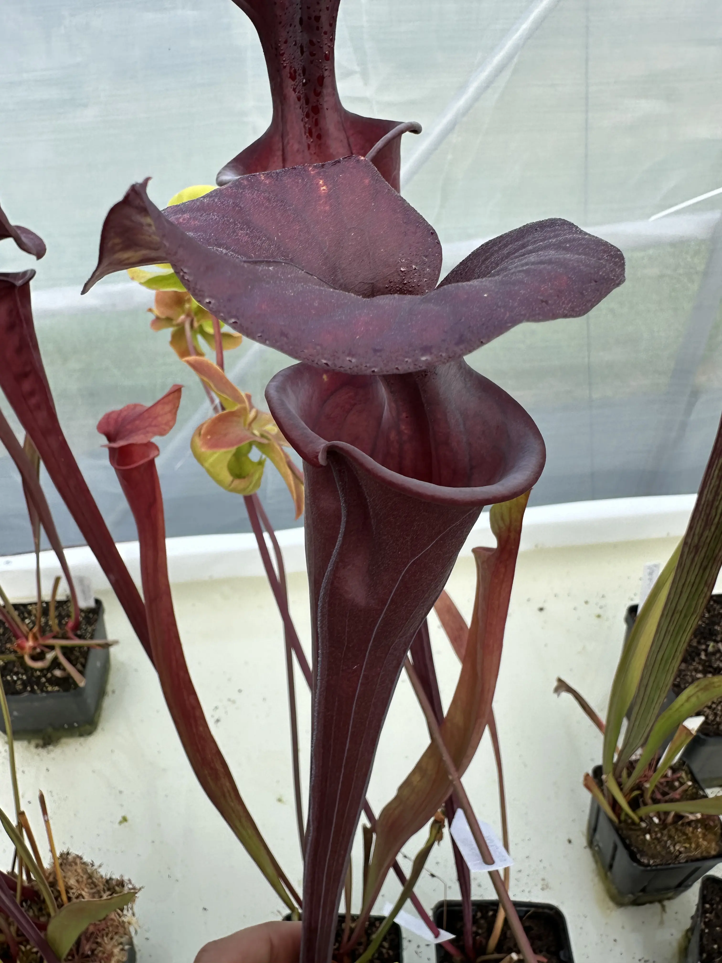 S. flava var. rubricorpora "Nocciola"