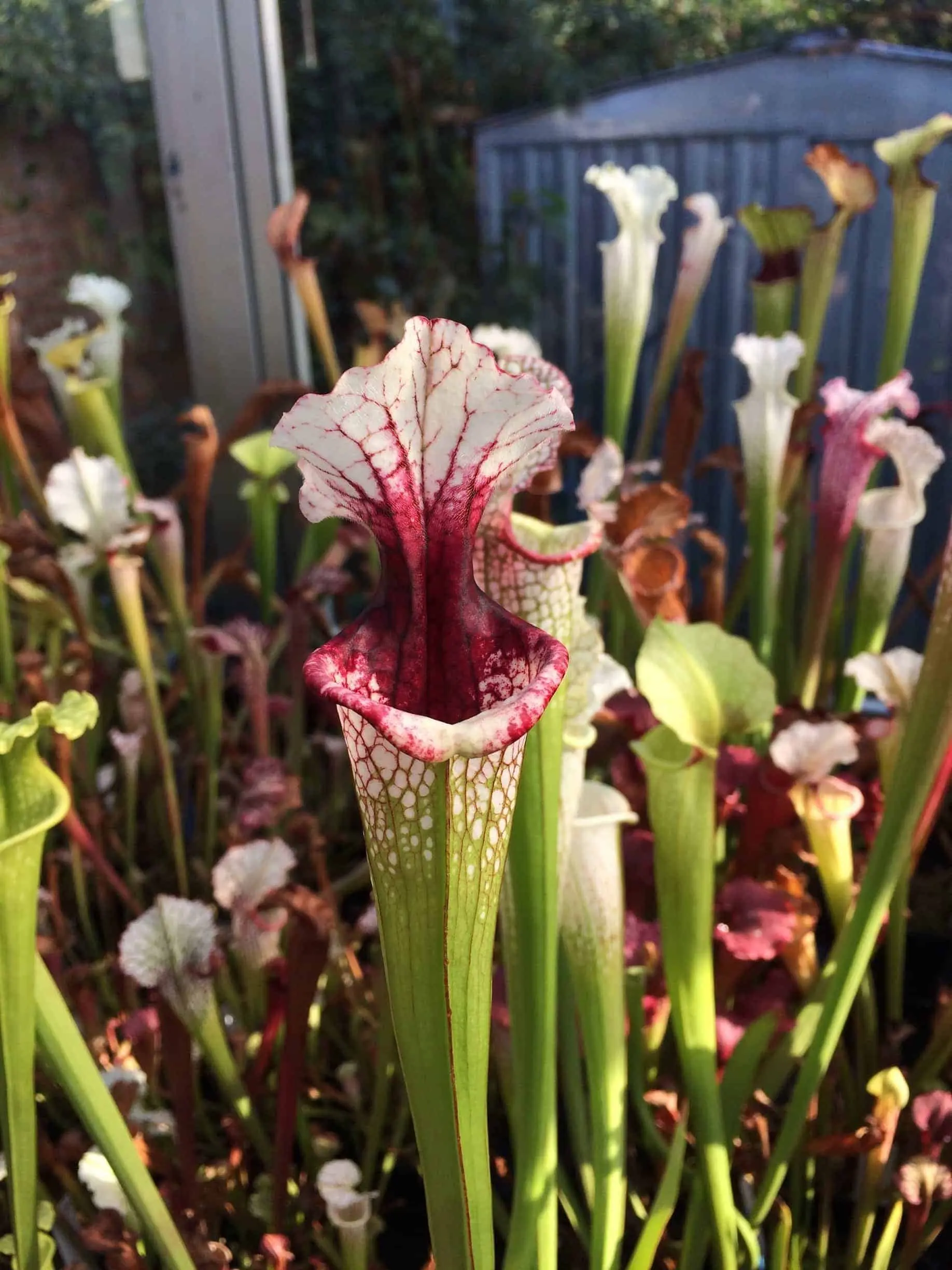 S. x 'Leah Wilkerson' x moorei SL 61