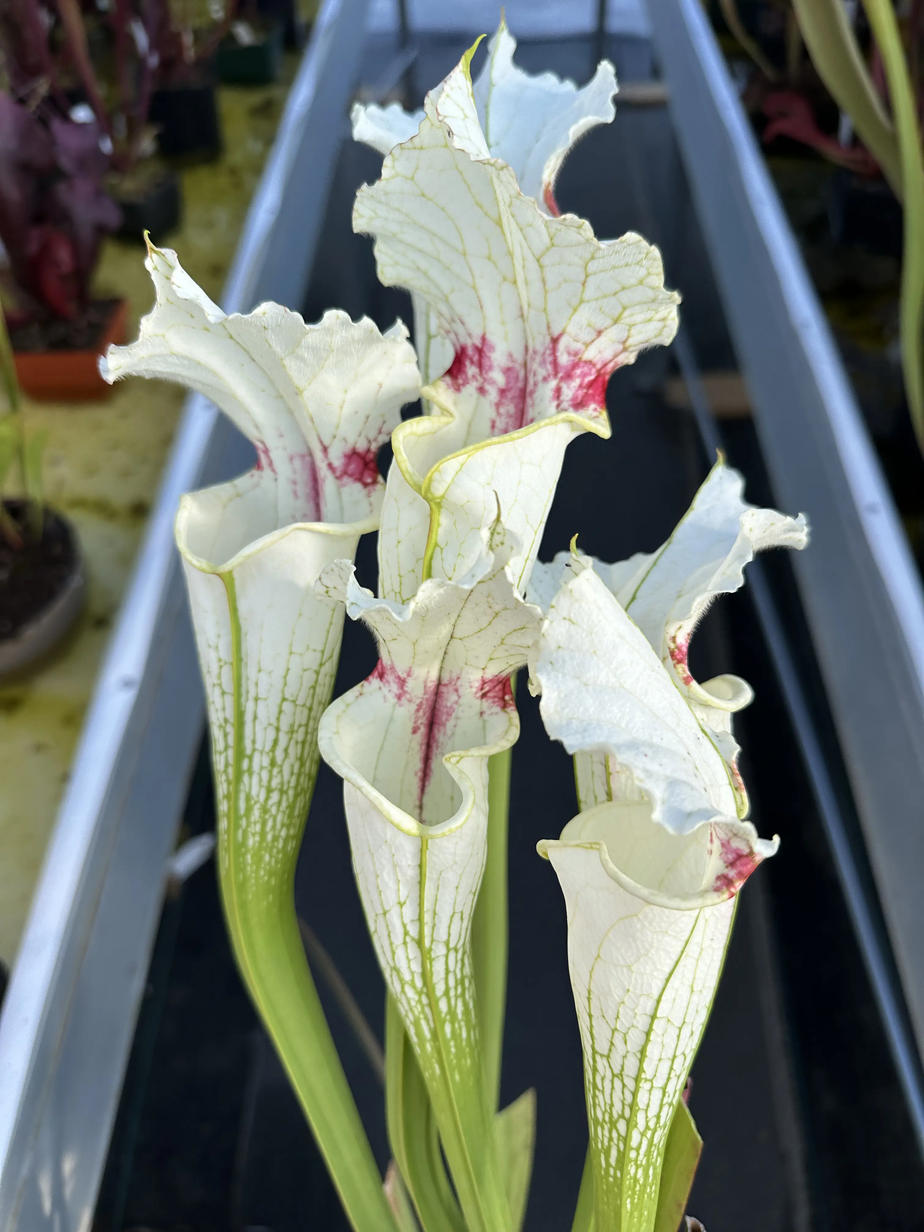 S. x 'Templar Cross' 