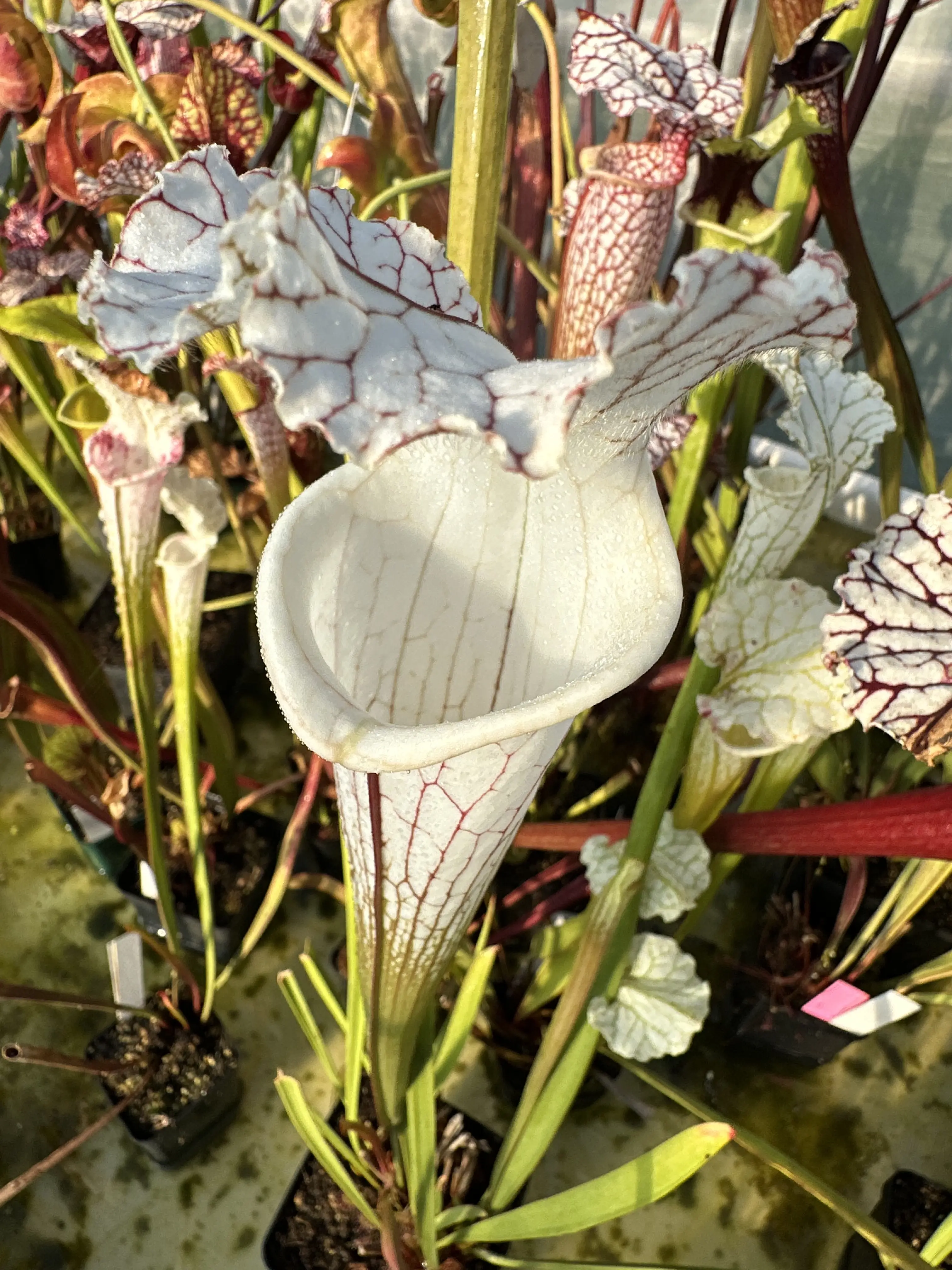 S. leucophylla var. alba DC ("White Petiole" x HCW clone F)