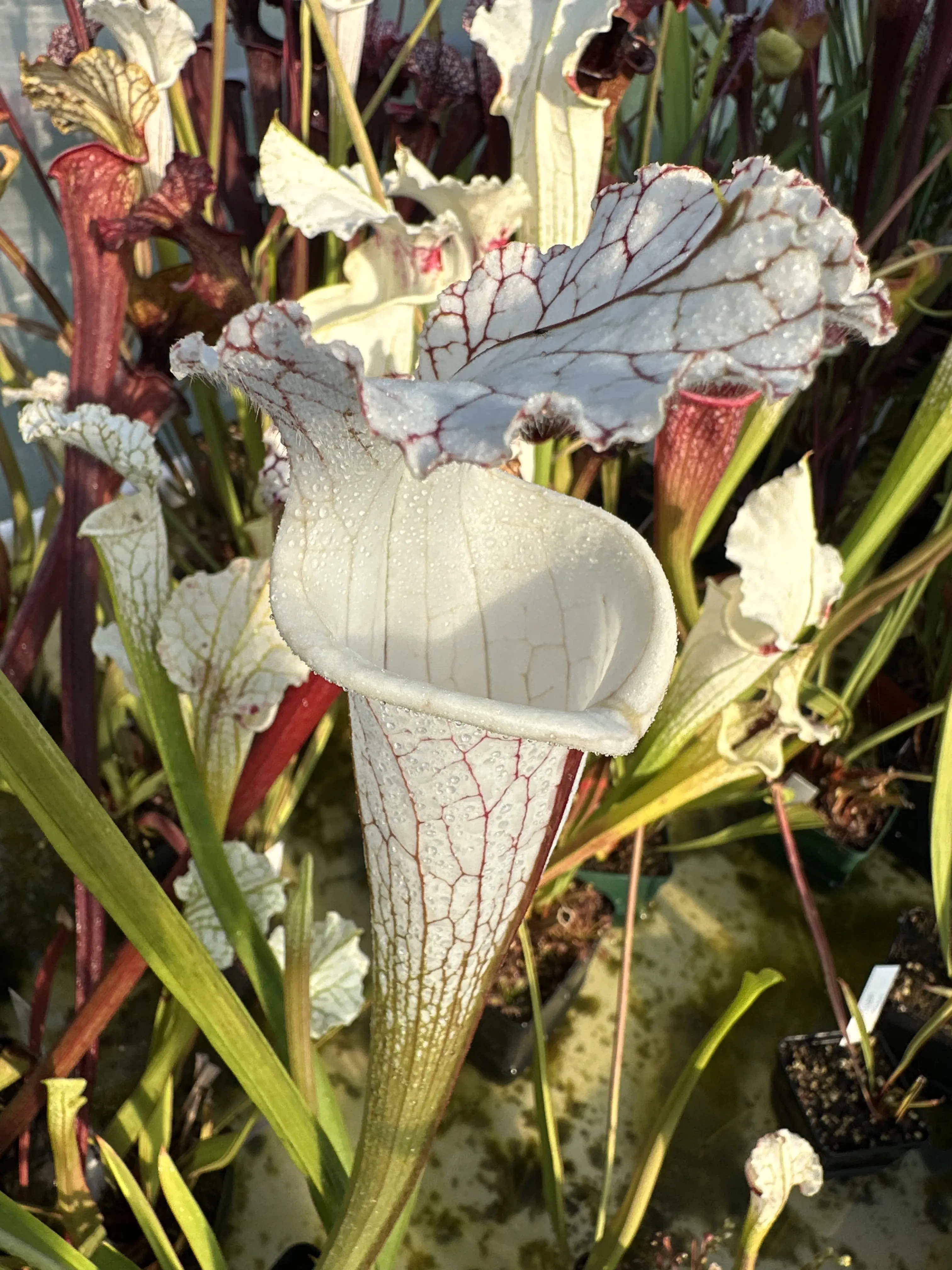 S. leucophylla var. alba DC ("White Petiole" x HCW clone F)