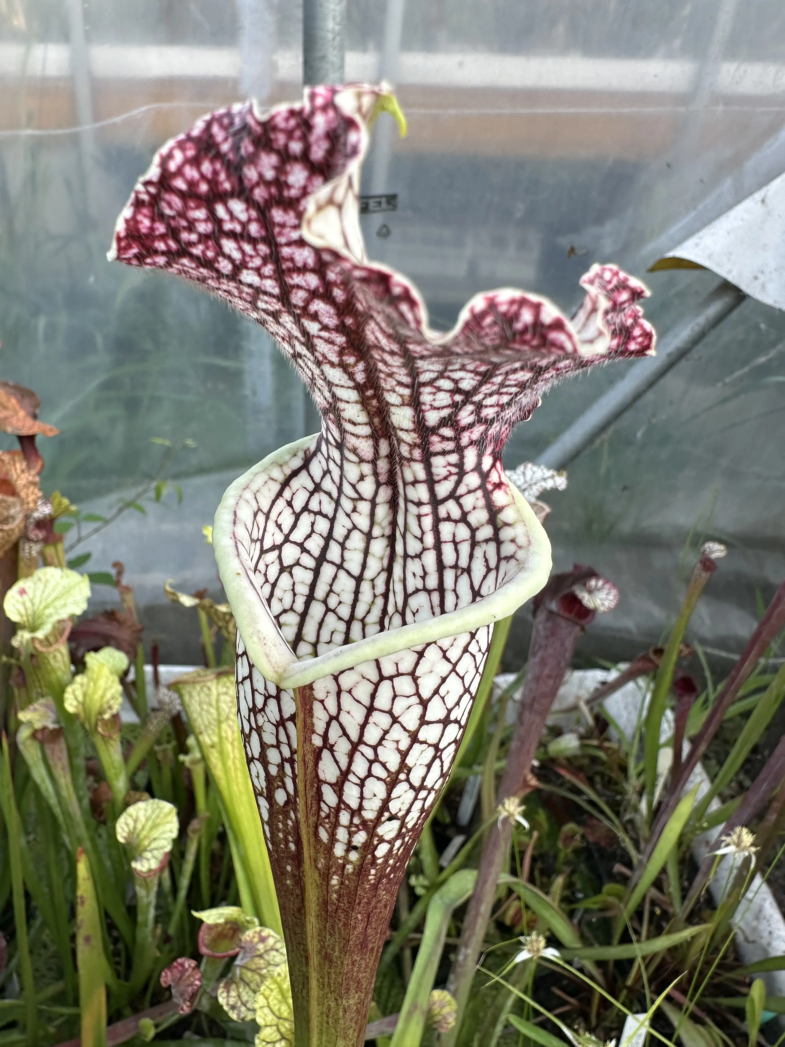 S. x areolata "Pink devil"