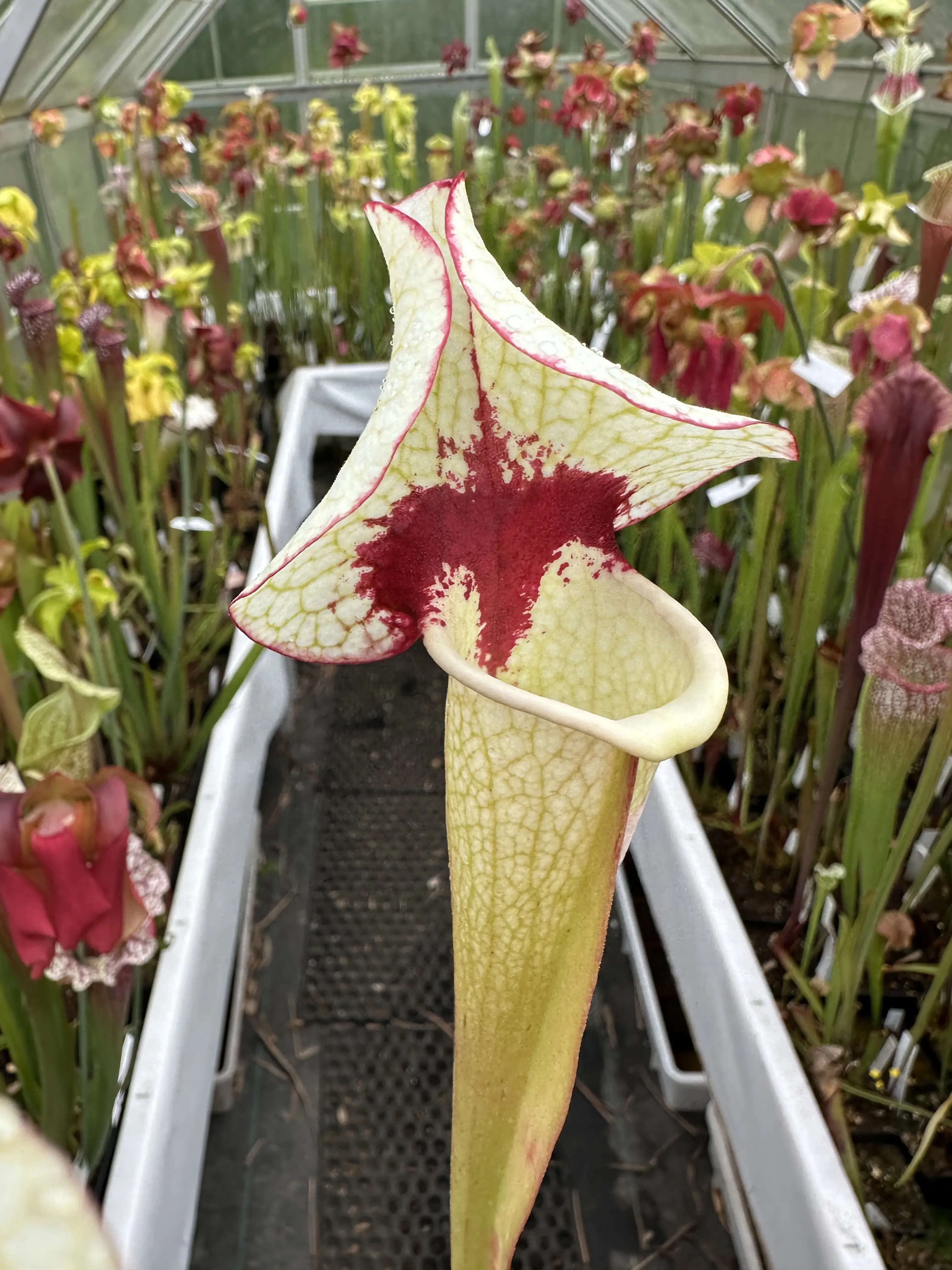 S. x ('Sorrow') x ((Leah  x ads) clone A ) selection 